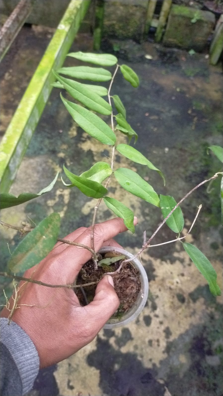 1338. Hoya Paradisea - Image 3