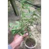 1338. Hoya Paradisea