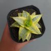 1339. Sansevieria Sweet Calery Aurea Variegated