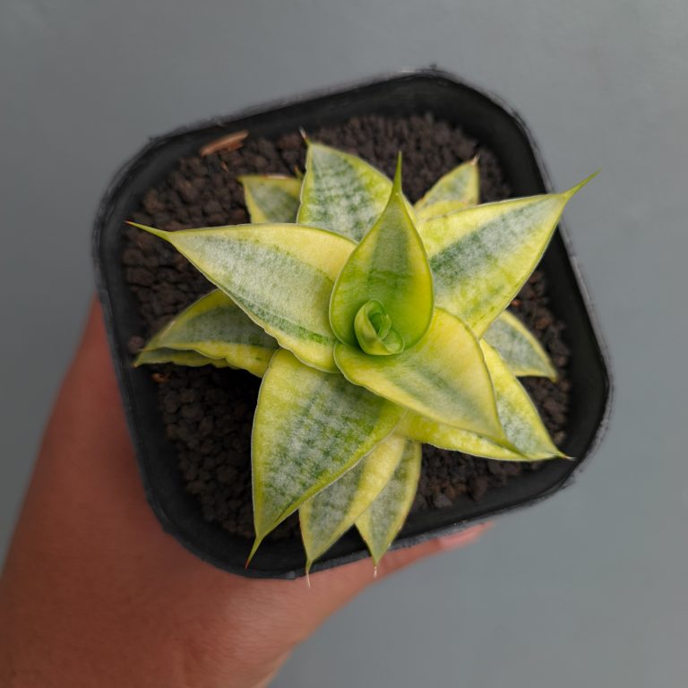 1339. Sansevieria Sweet Calery Aurea Variegated