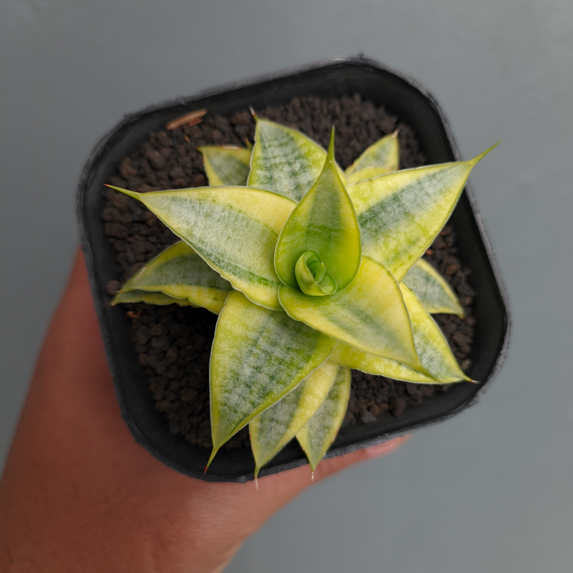 1339. Sansevieria Sweet Calery Aurea Variegated