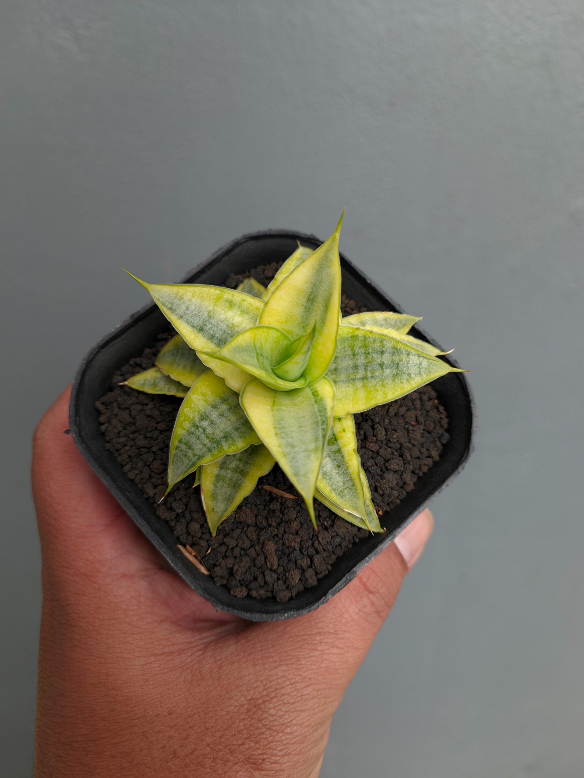1339. Sansevieria Sweet Calery Aurea Variegated - Image 2
