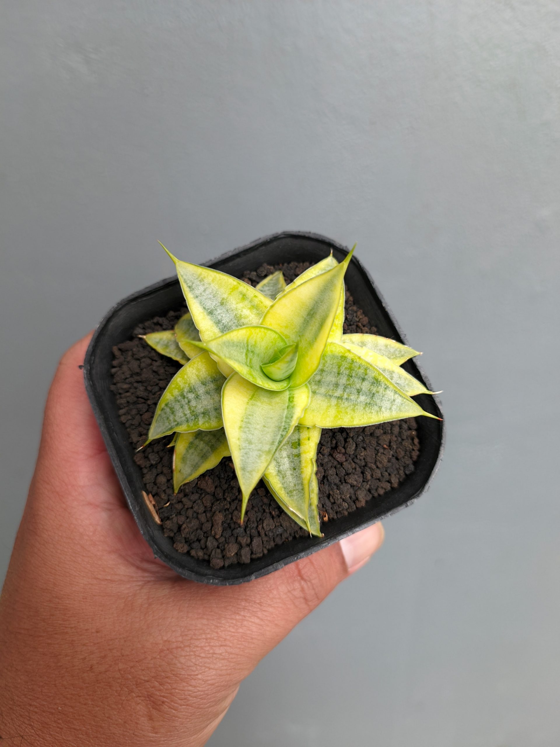1339. Sansevieria Sweet Calery Aurea Variegated - Image 3