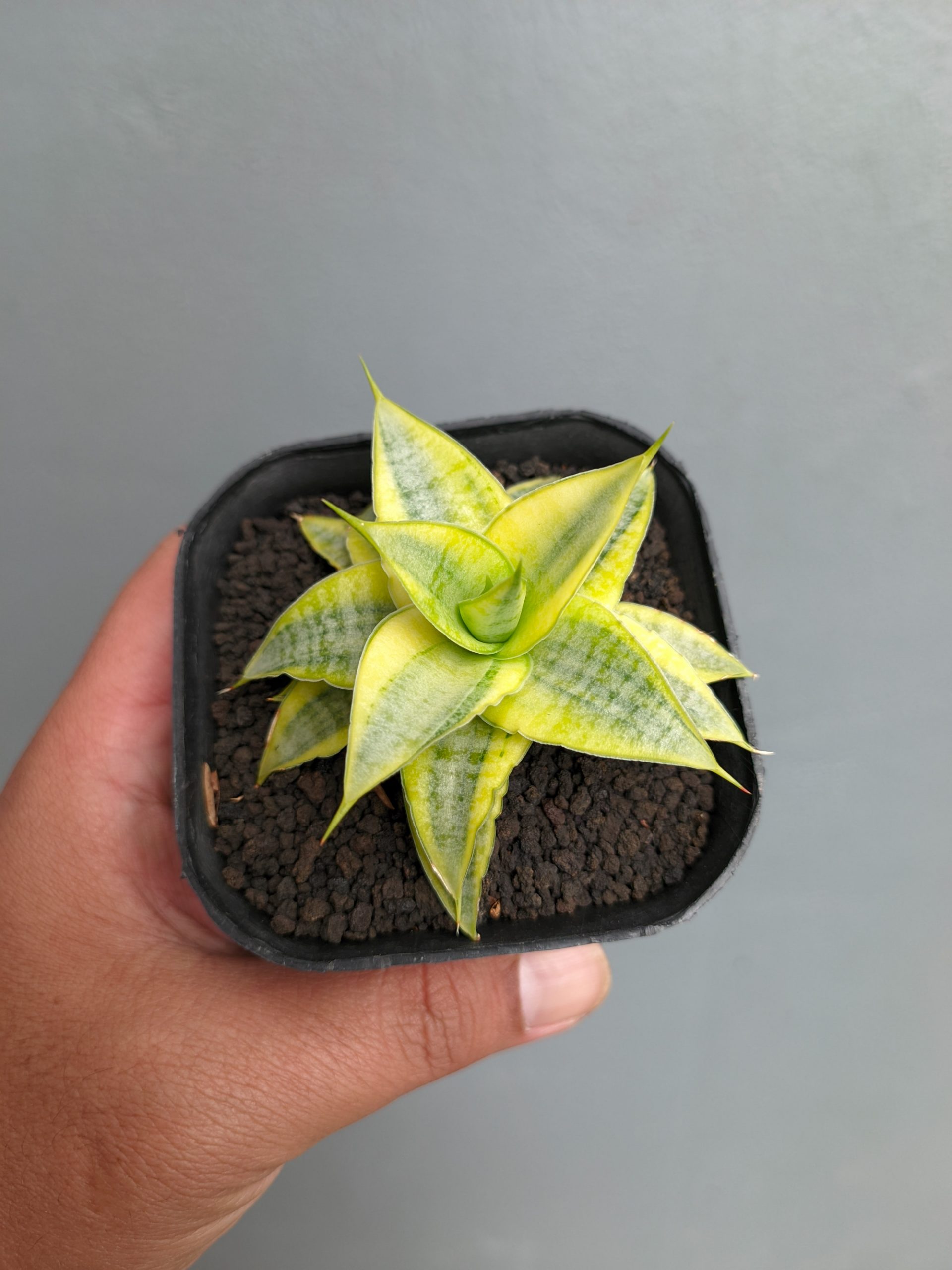 1339. Sansevieria Sweet Calery Aurea Variegated - Image 4