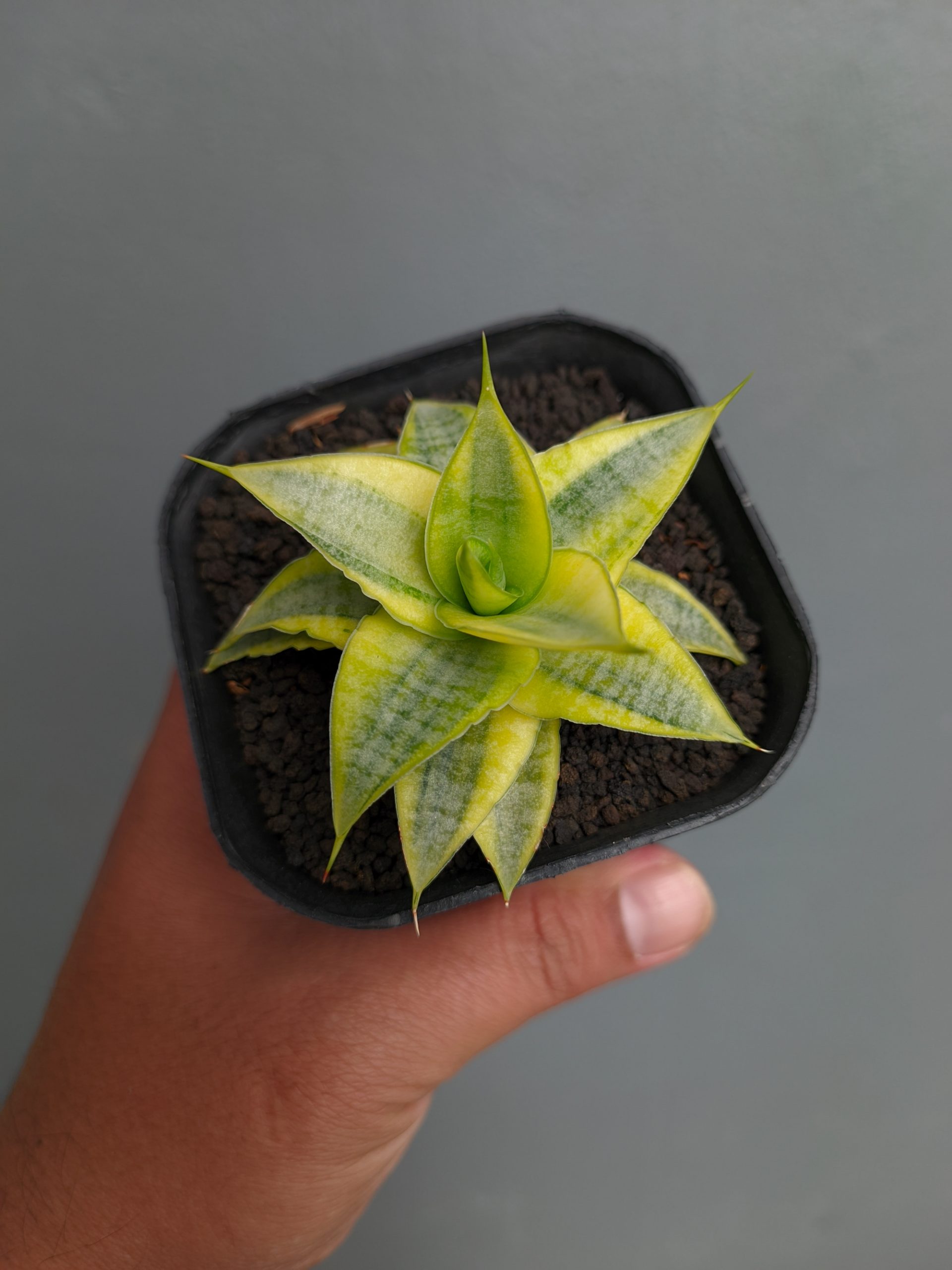 1339. Sansevieria Sweet Calery Aurea Variegated - Image 5