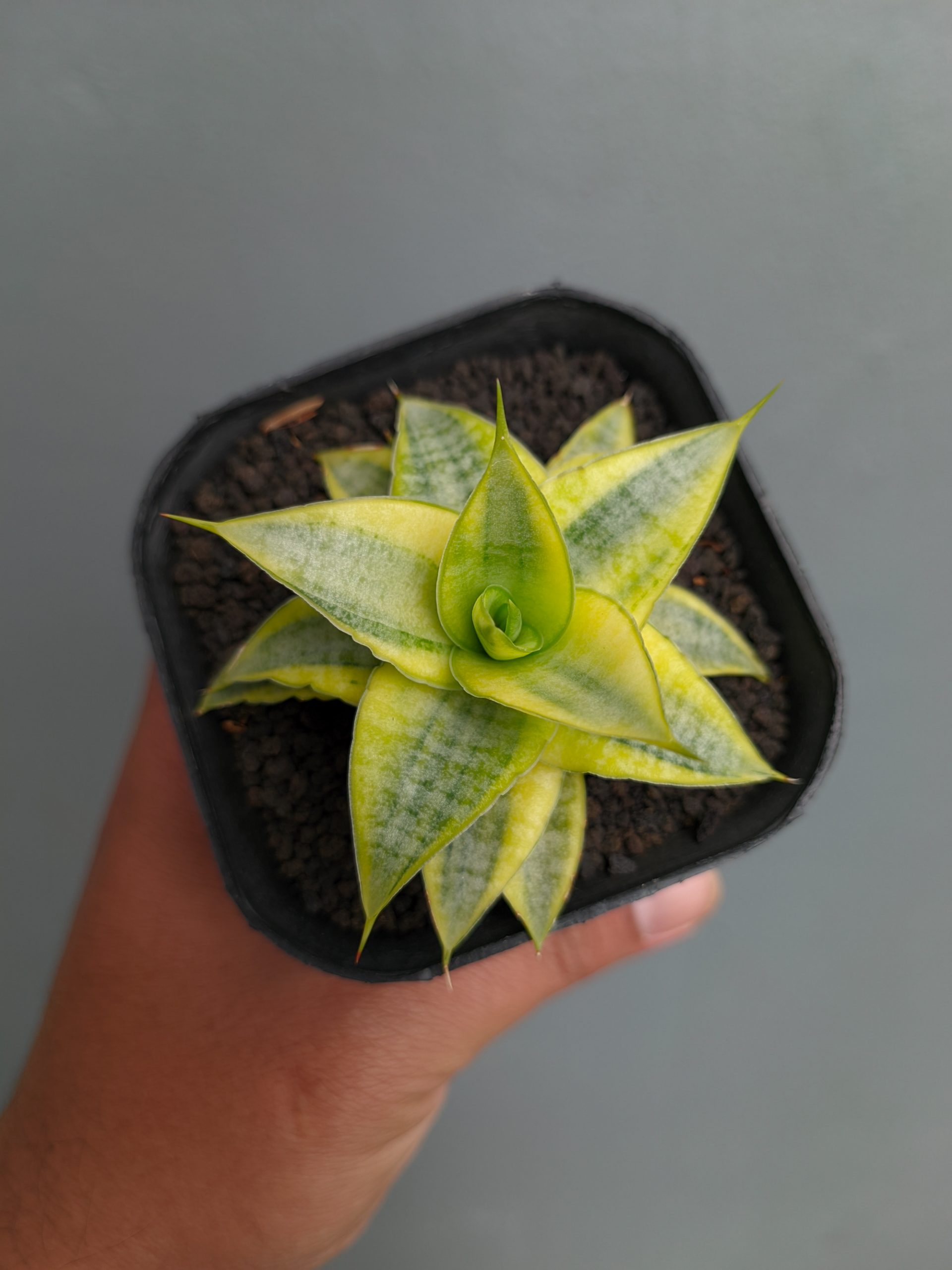 1339. Sansevieria Sweet Calery Aurea Variegated - Image 6