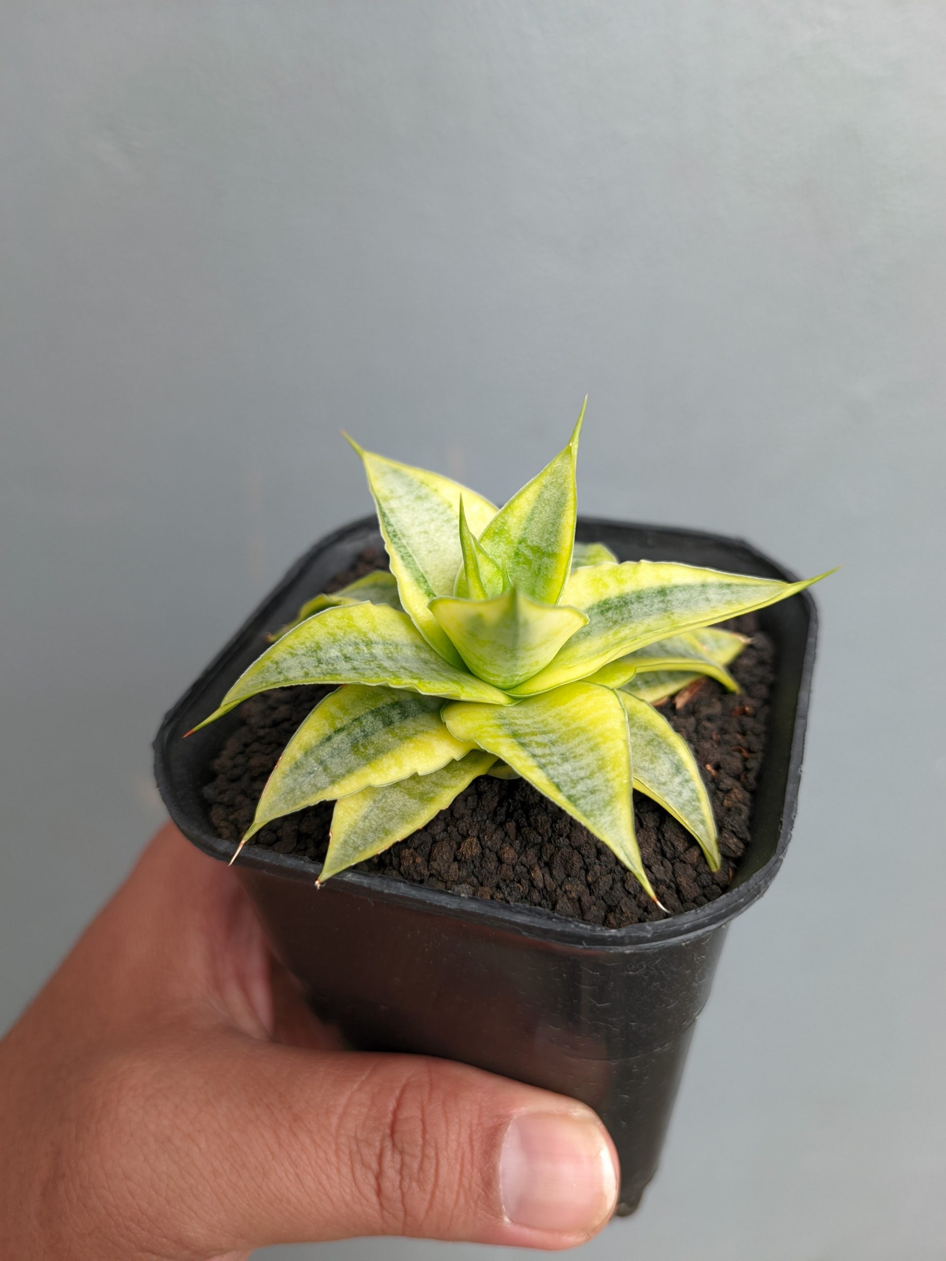 1339. Sansevieria Sweet Calery Aurea Variegated - Image 7