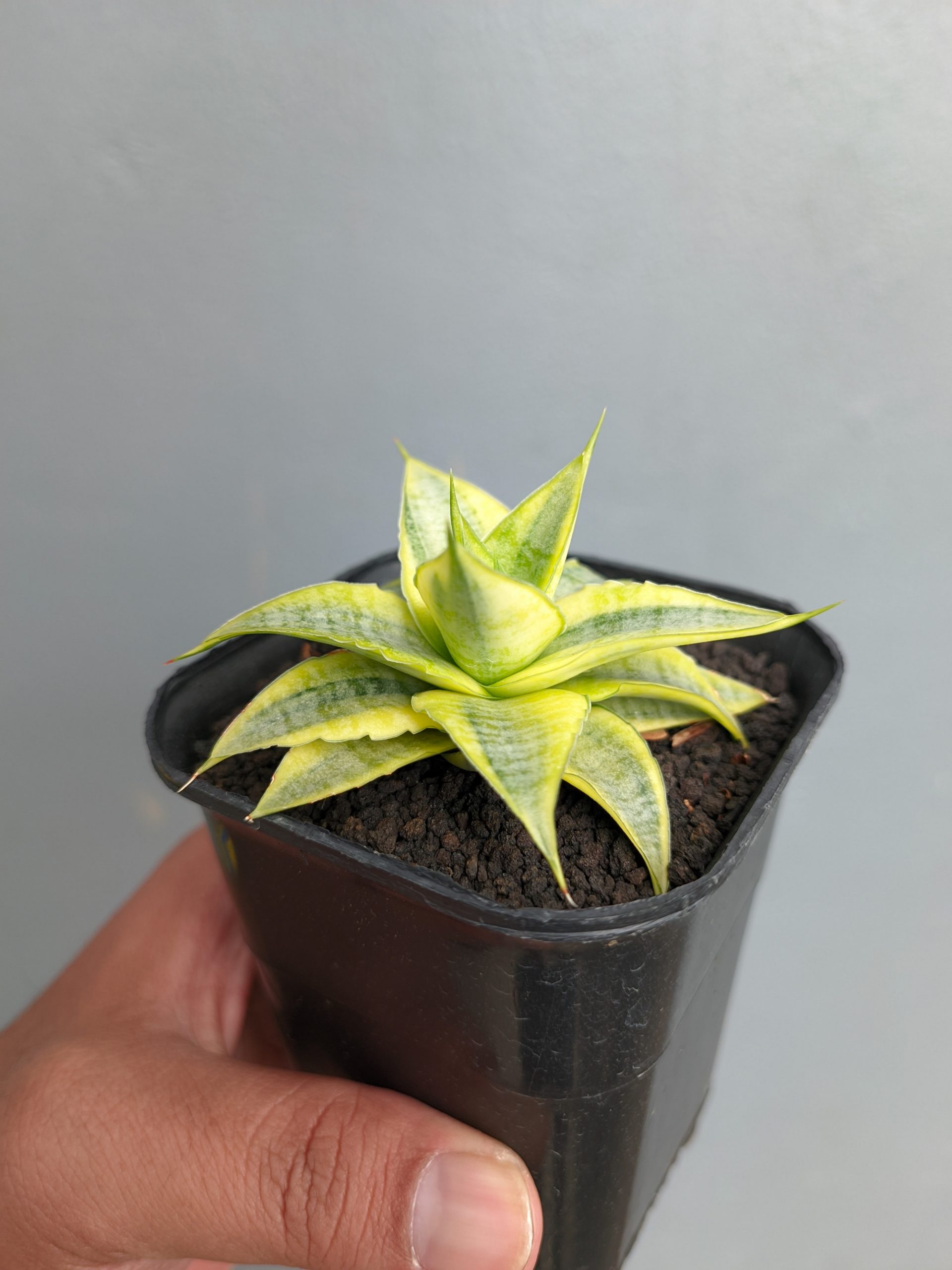 1339. Sansevieria Sweet Calery Aurea Variegated - Image 8