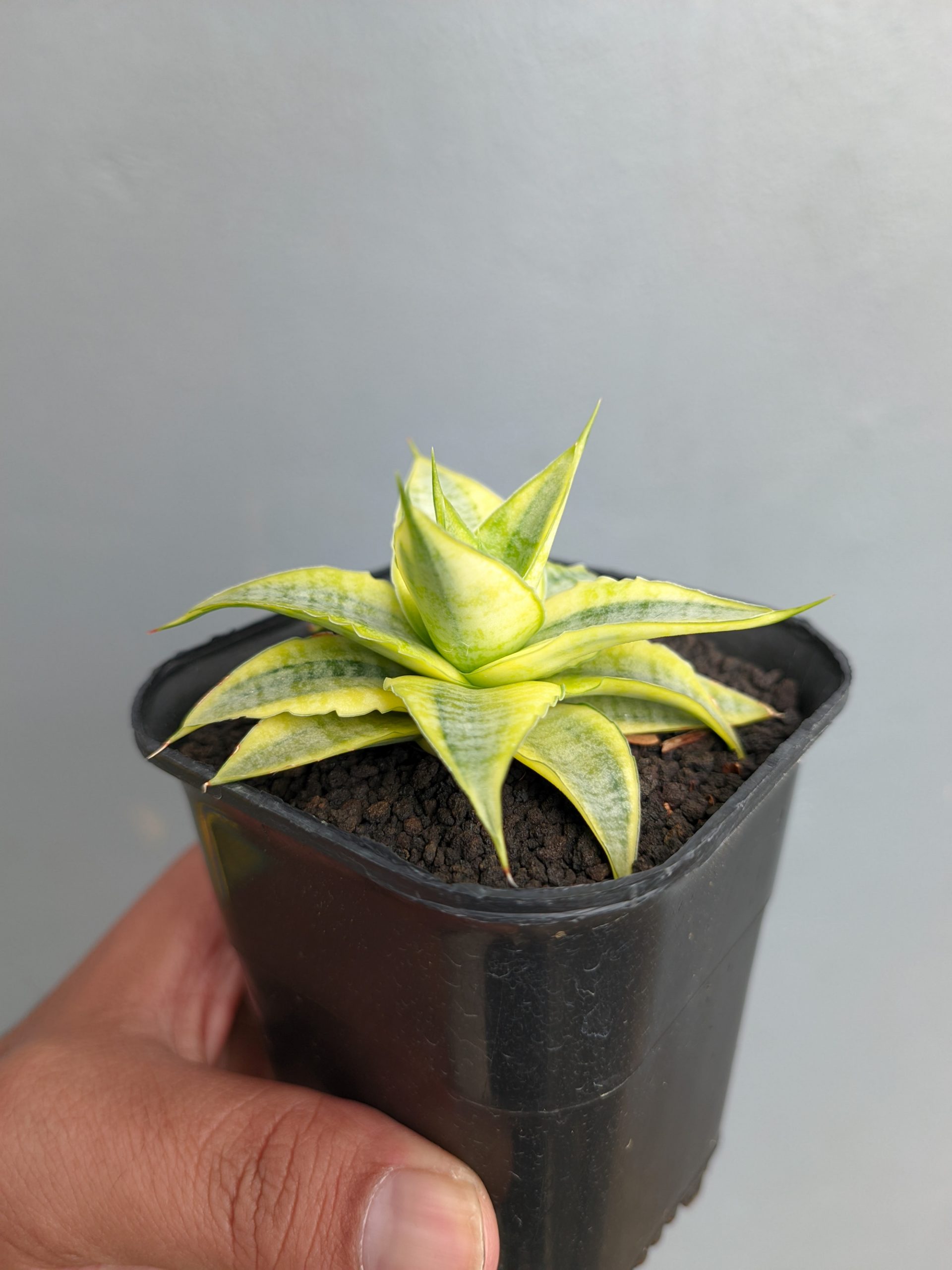 1339. Sansevieria Sweet Calery Aurea Variegated - Image 9