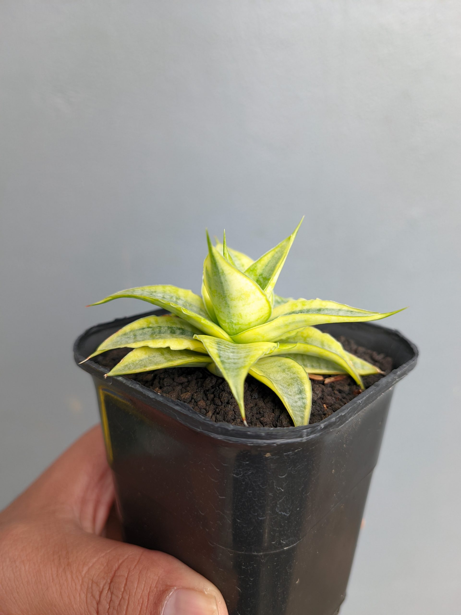 1339. Sansevieria Sweet Calery Aurea Variegated - Image 10