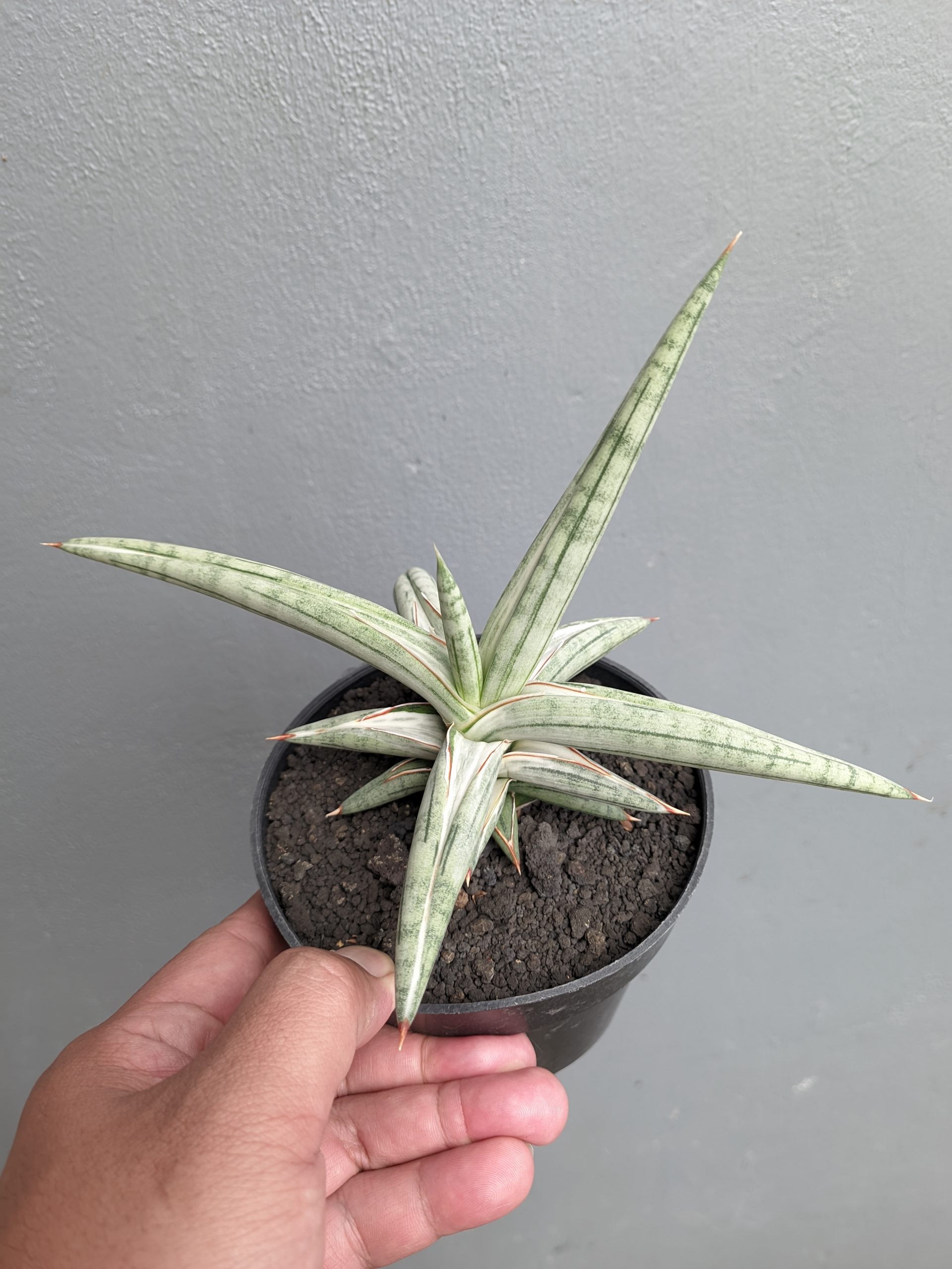1340. Sansevieria Silver Clone Size 16 Cm - Image 3