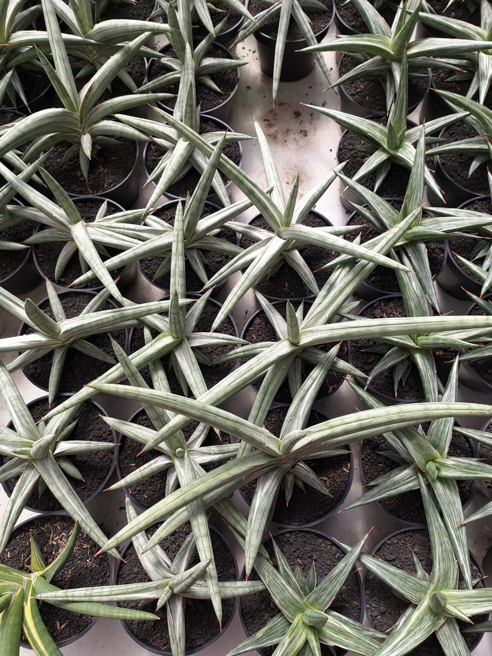1340. Sansevieria Silver Clone Size 16 Cm - Image 2
