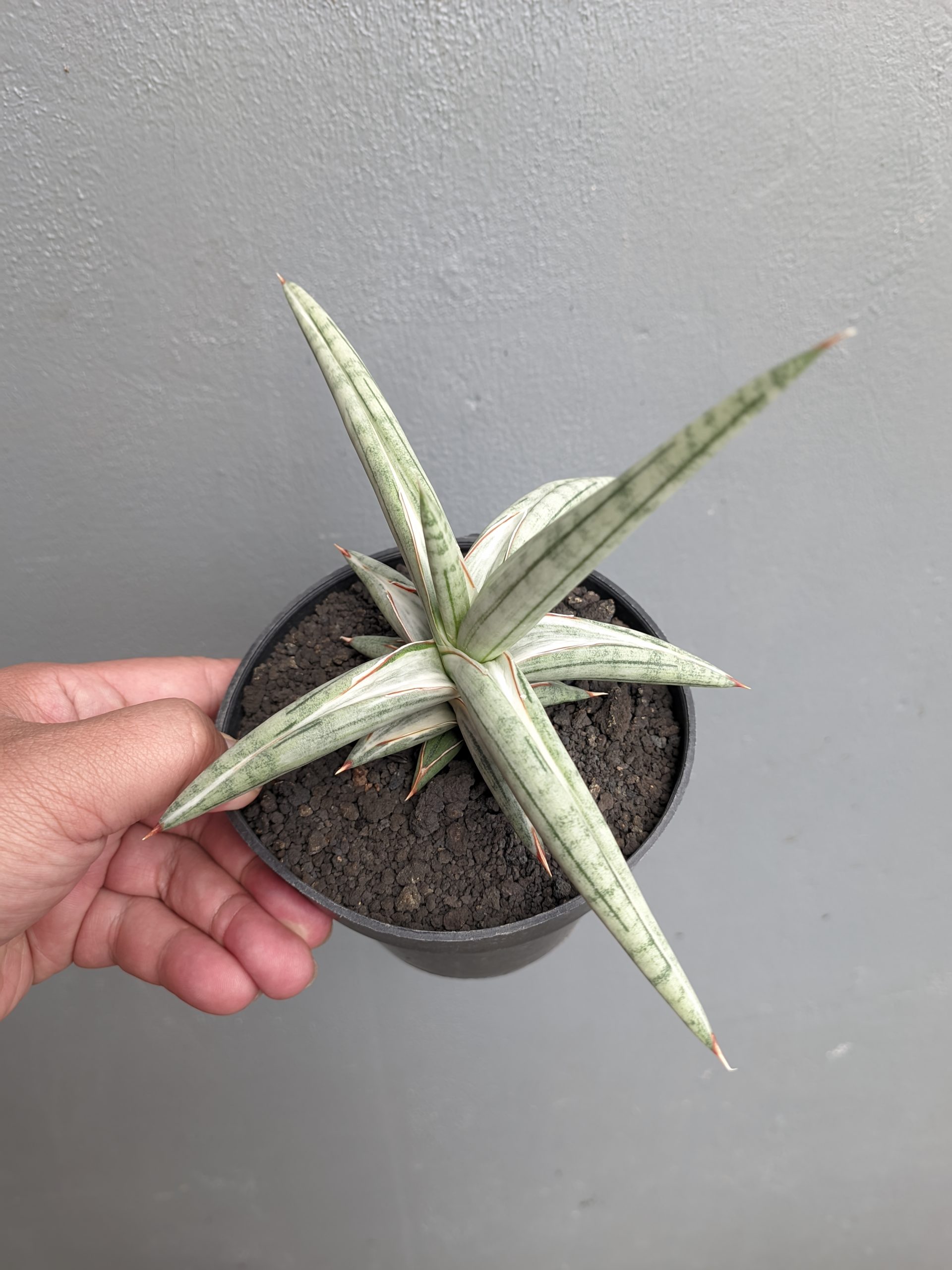 1340. Sansevieria Silver Clone Size 16 Cm - Image 4