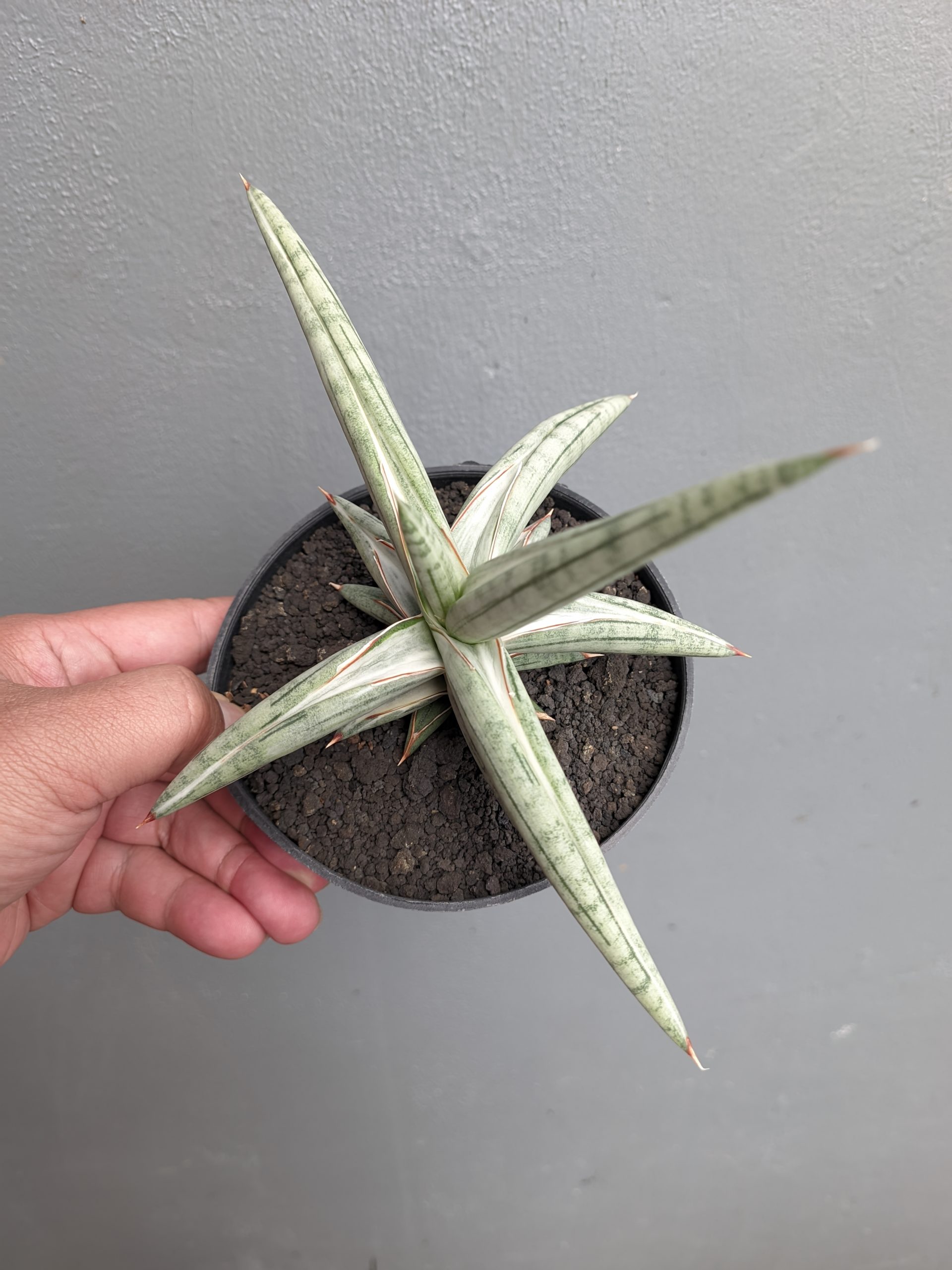 1340. Sansevieria Silver Clone Size 16 Cm - Image 5