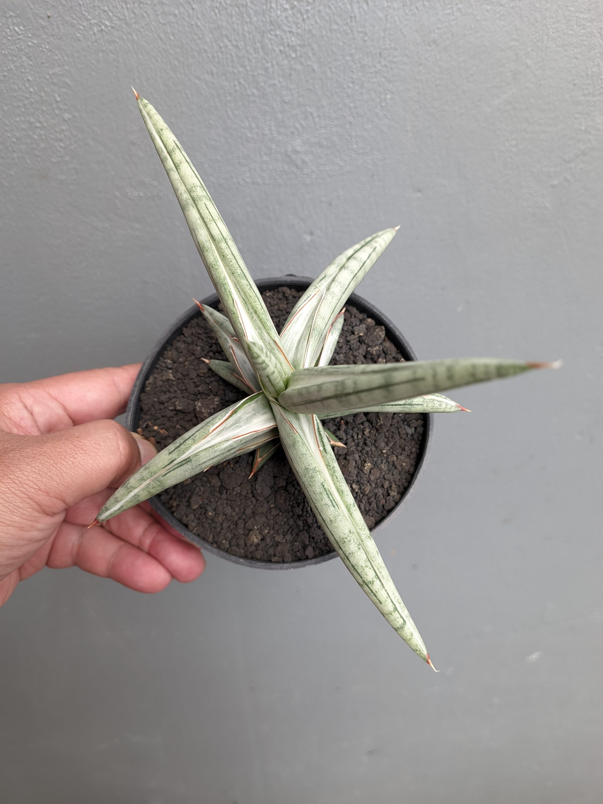 1340. Sansevieria Silver Clone Size 16 Cm - Image 6
