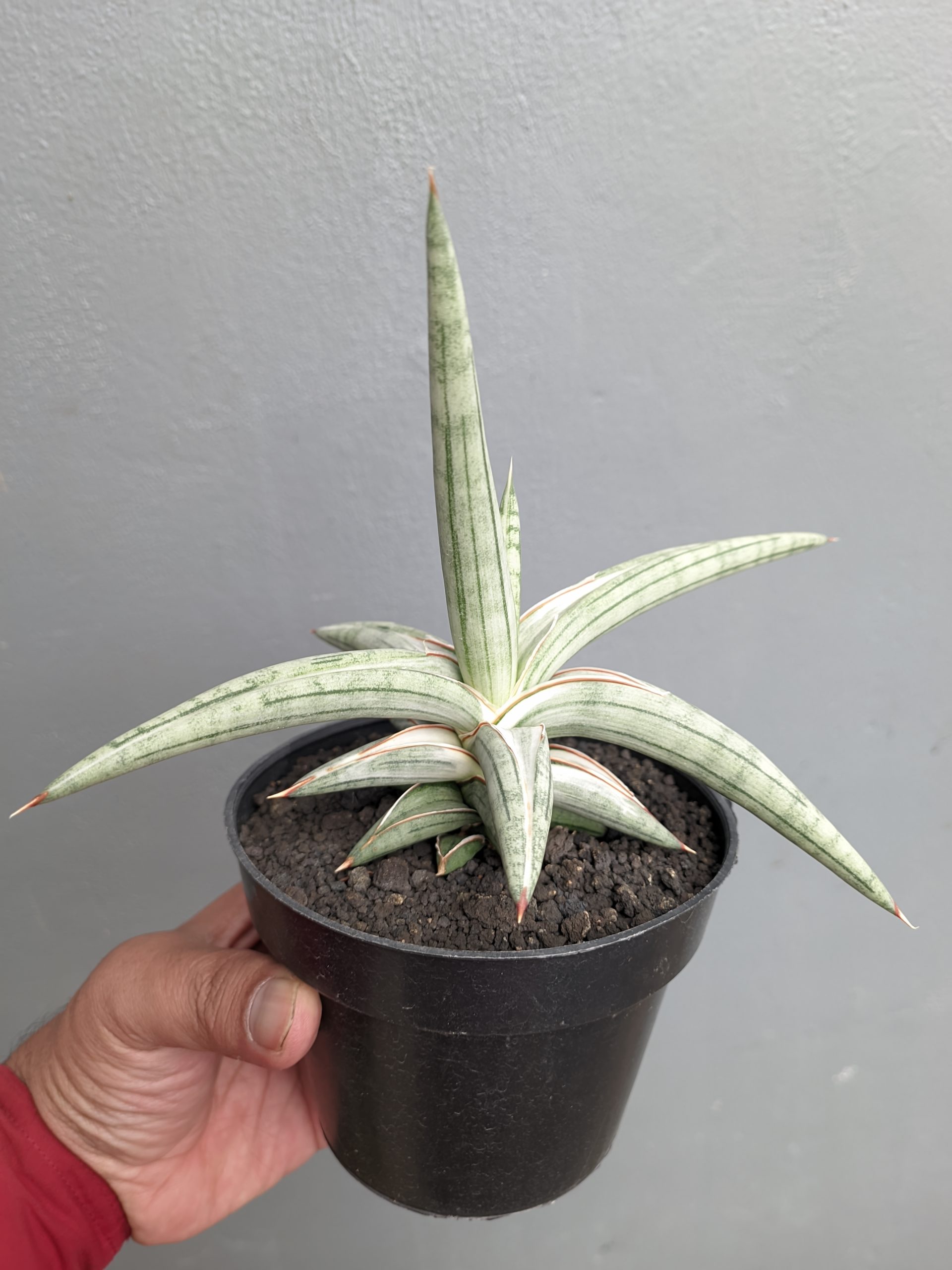 1340. Sansevieria Silver Clone Size 16 Cm - Image 7