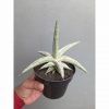 1340. Sansevieria Silver Clone Size 16 Cm