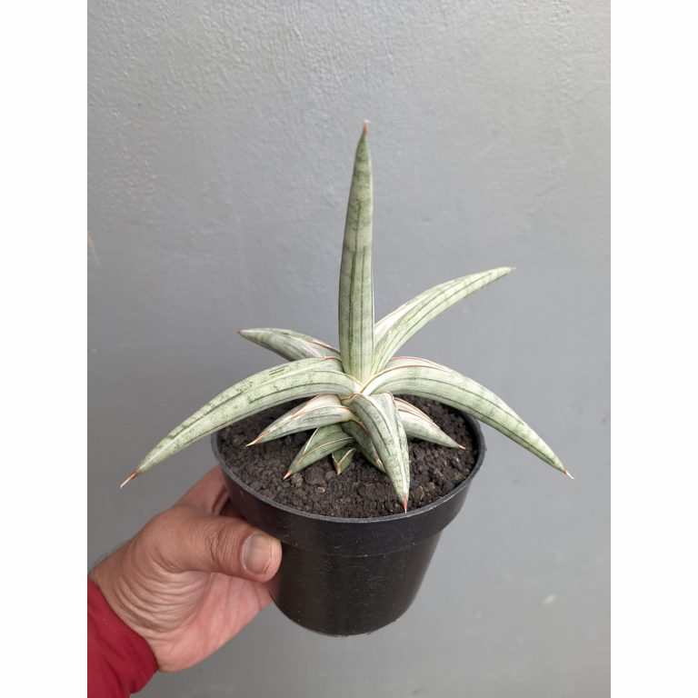 1340. Sansevieria Silver Clone Size 16 Cm