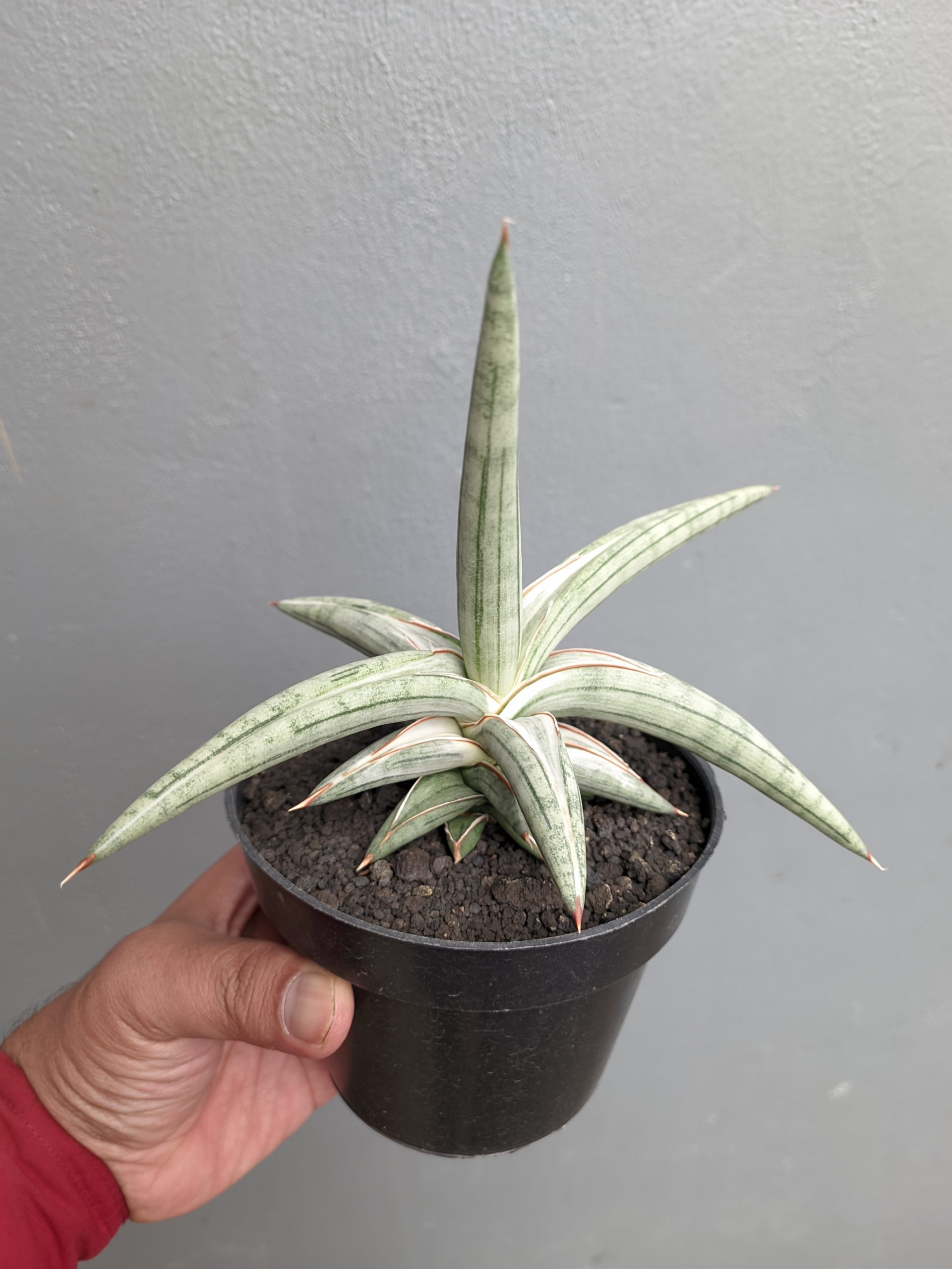 1340. Sansevieria Silver Clone Size 16 Cm - Image 8