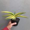 1341. Sansevieria Sufru Black