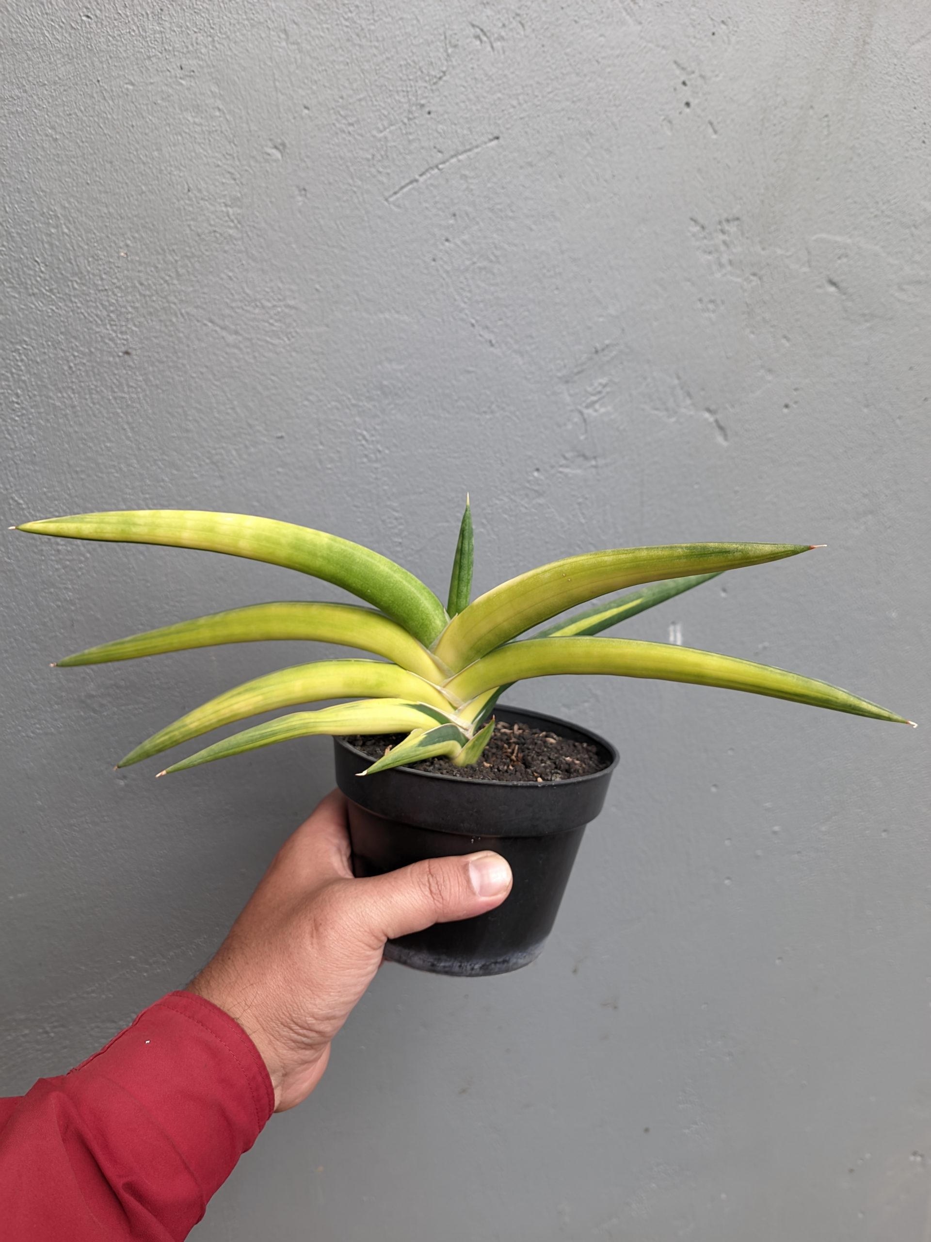 1341. Sansevieria Sufru Black - Image 3