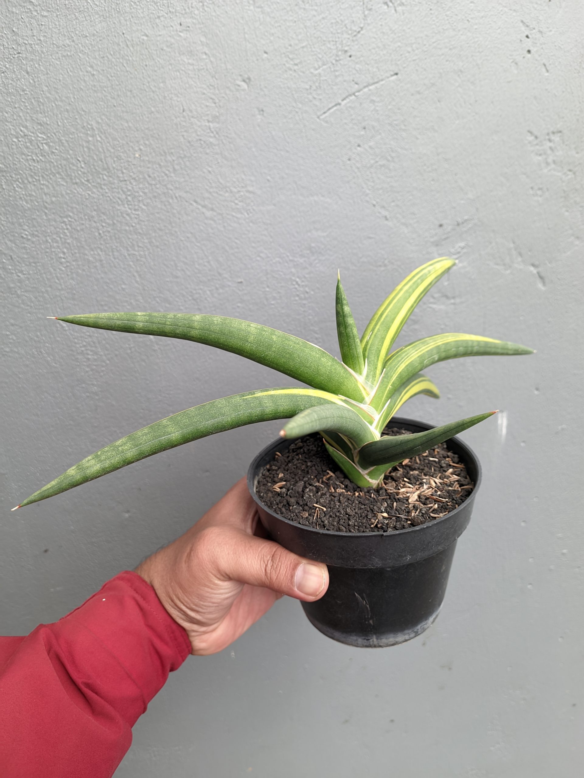 1341. Sansevieria Sufru Black - Image 2