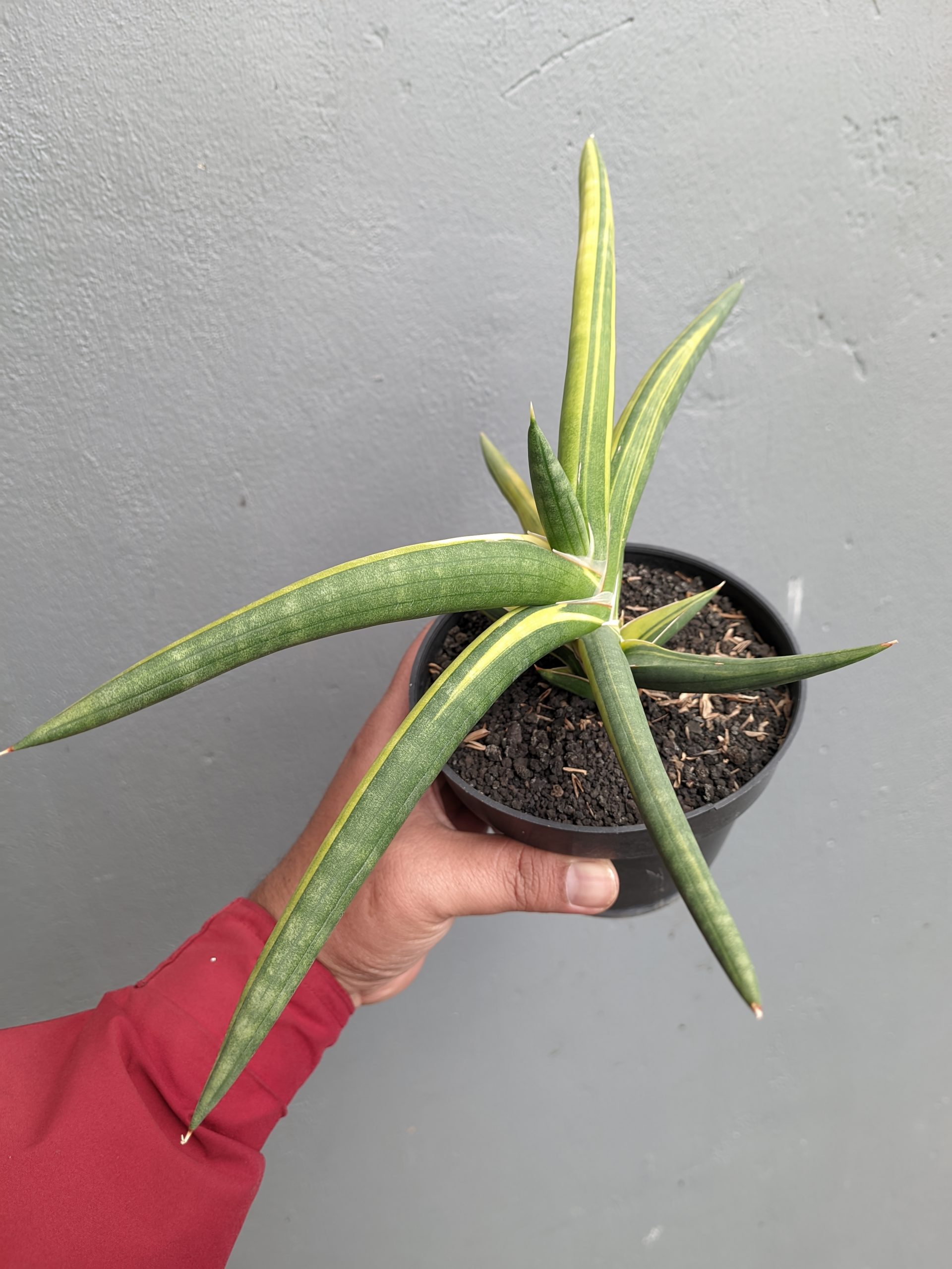 1341. Sansevieria Sufru Black - Image 4