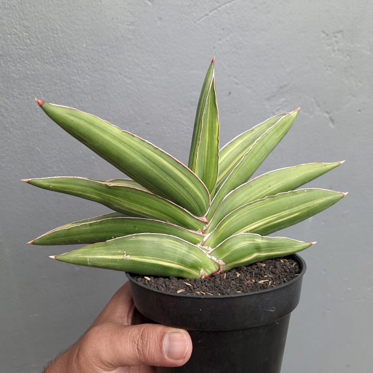 1342. Sansevieria Samurai Dwarf Variegated Size 14 Cm