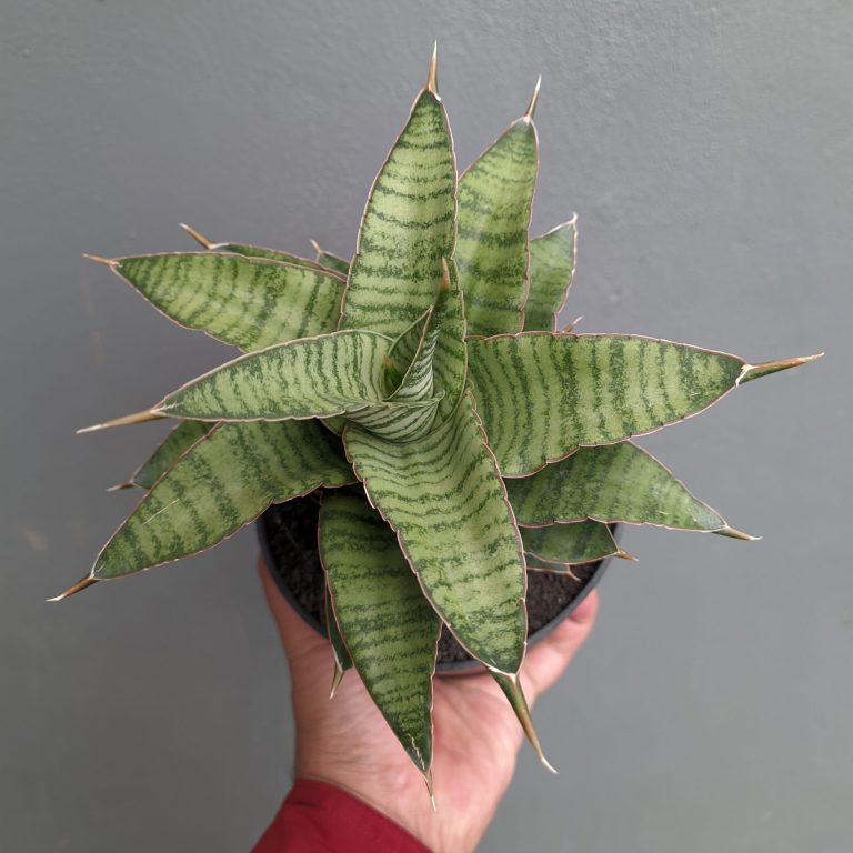 1343. Sansevieria Zaza Size 14 Cm