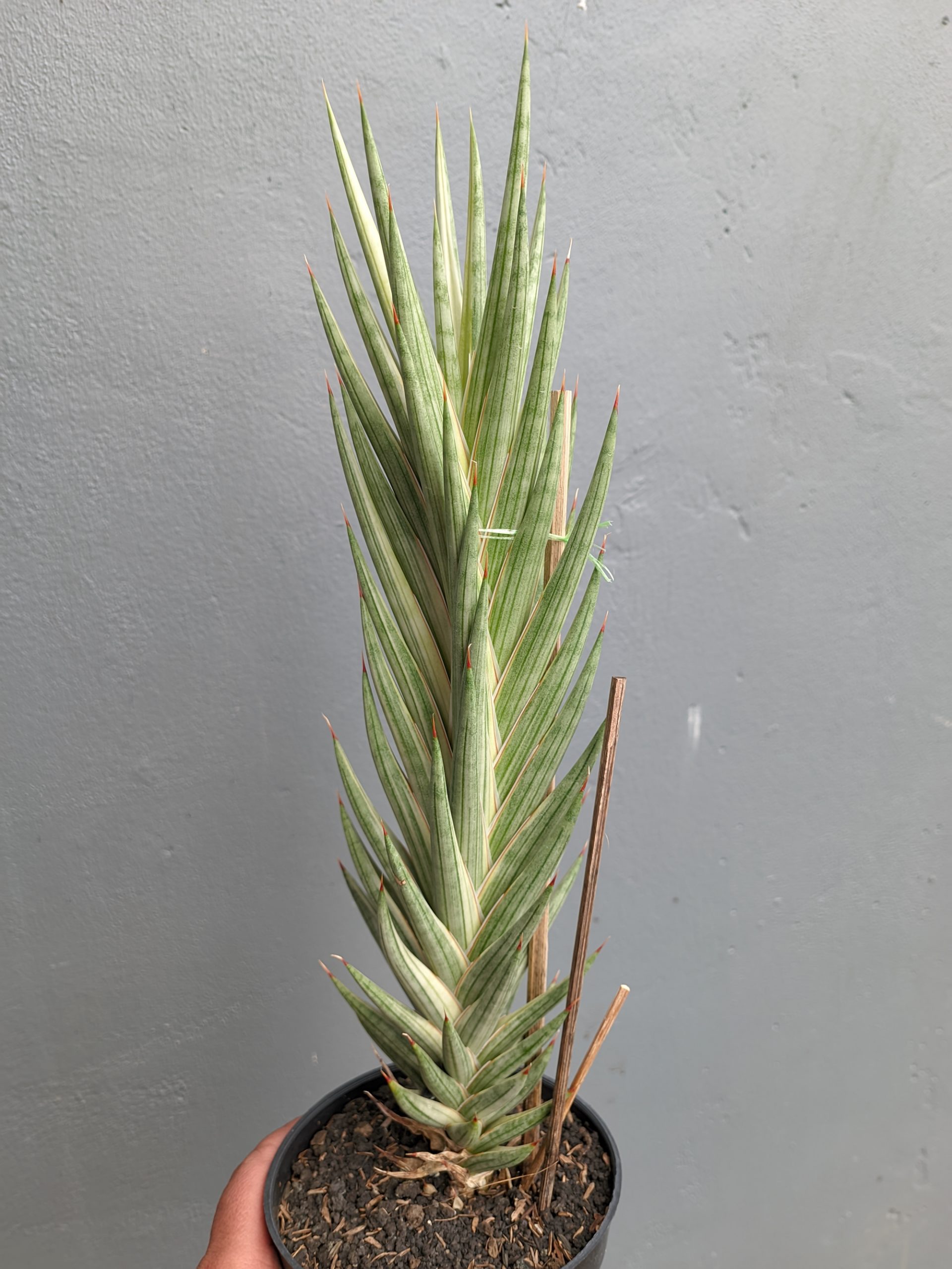 1344. Sansevieria Francisii Gracilis Tower White Variegated - Image 3