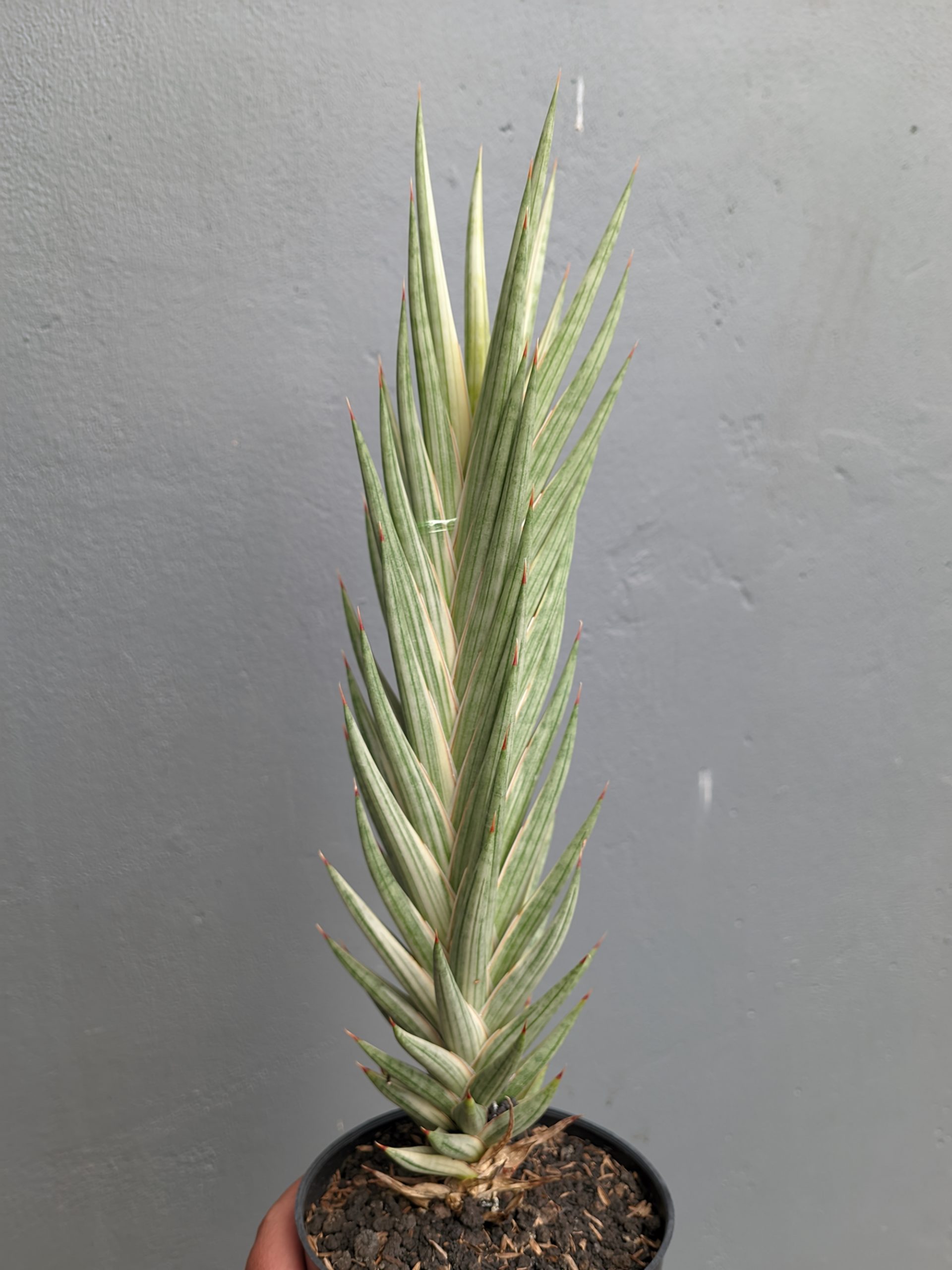 1344. Sansevieria Francisii Gracilis Tower White Variegated - Image 4