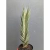 1344. Sansevieria Francisii Gracilis Tower White Variegated