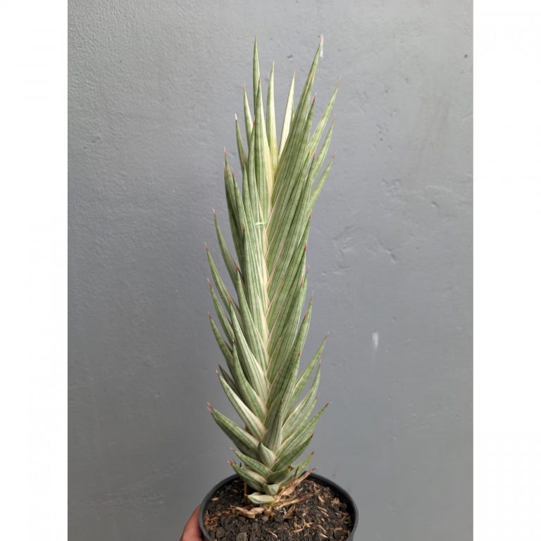 1344. Sansevieria Francisii Gracilis Tower White Variegated