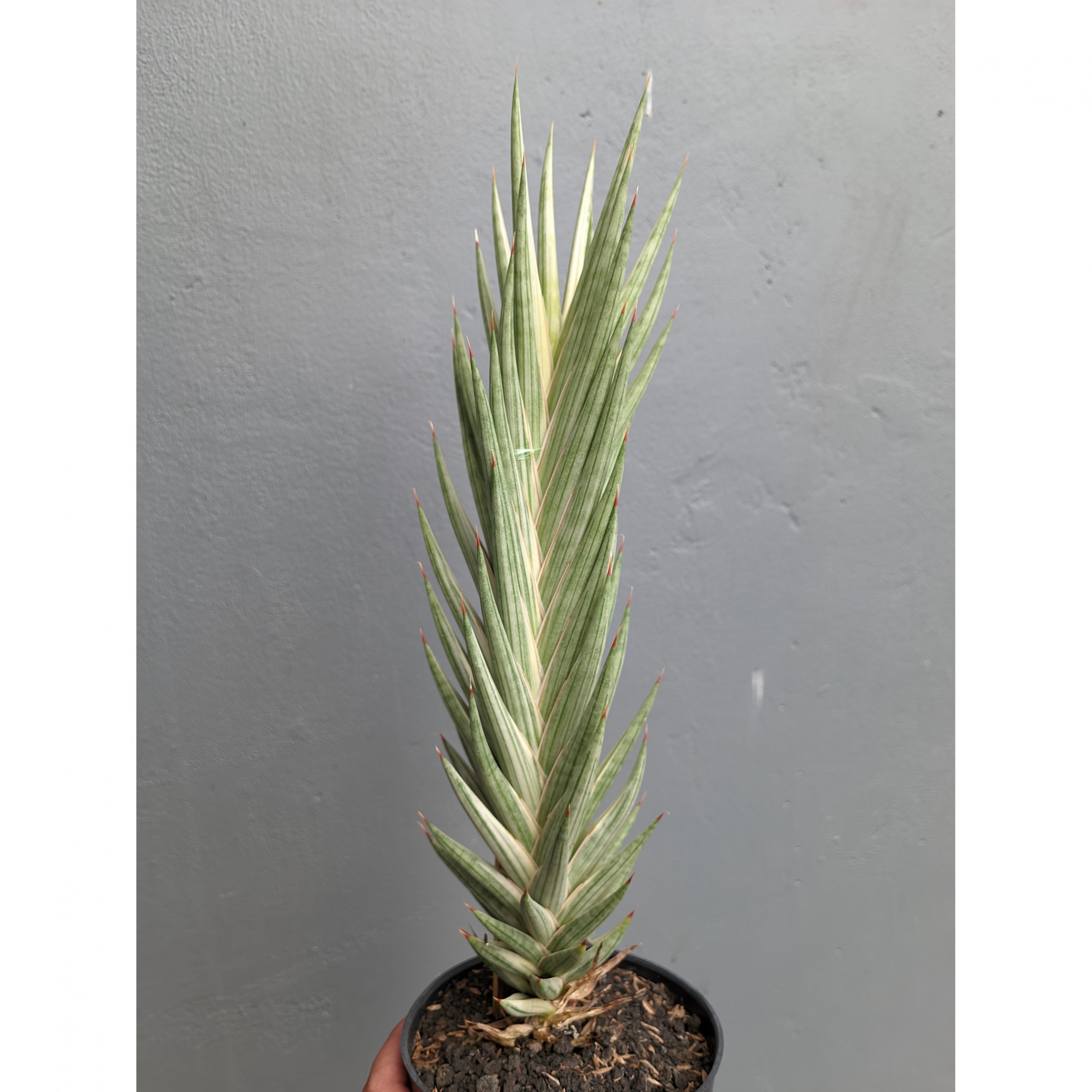 1344. Sansevieria Francisii Gracilis Tower White Variegated