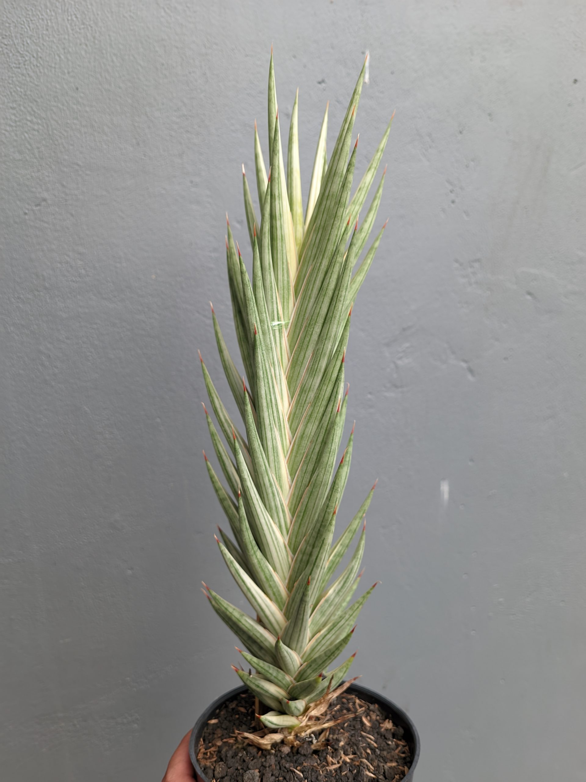 1344. Sansevieria Francisii Gracilis Tower White Variegated - Image 5