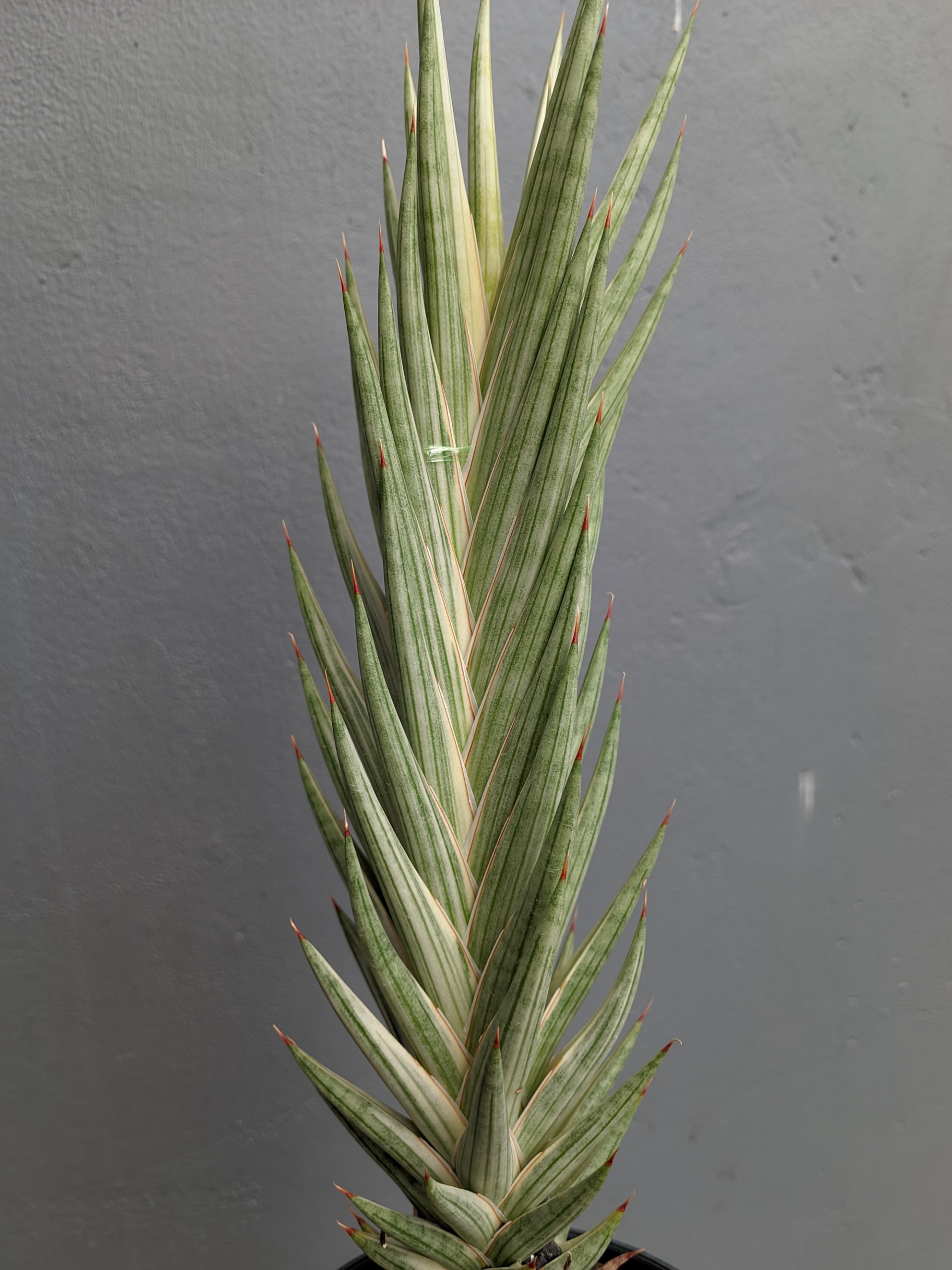 1344. Sansevieria Francisii Gracilis Tower White Variegated - Image 6