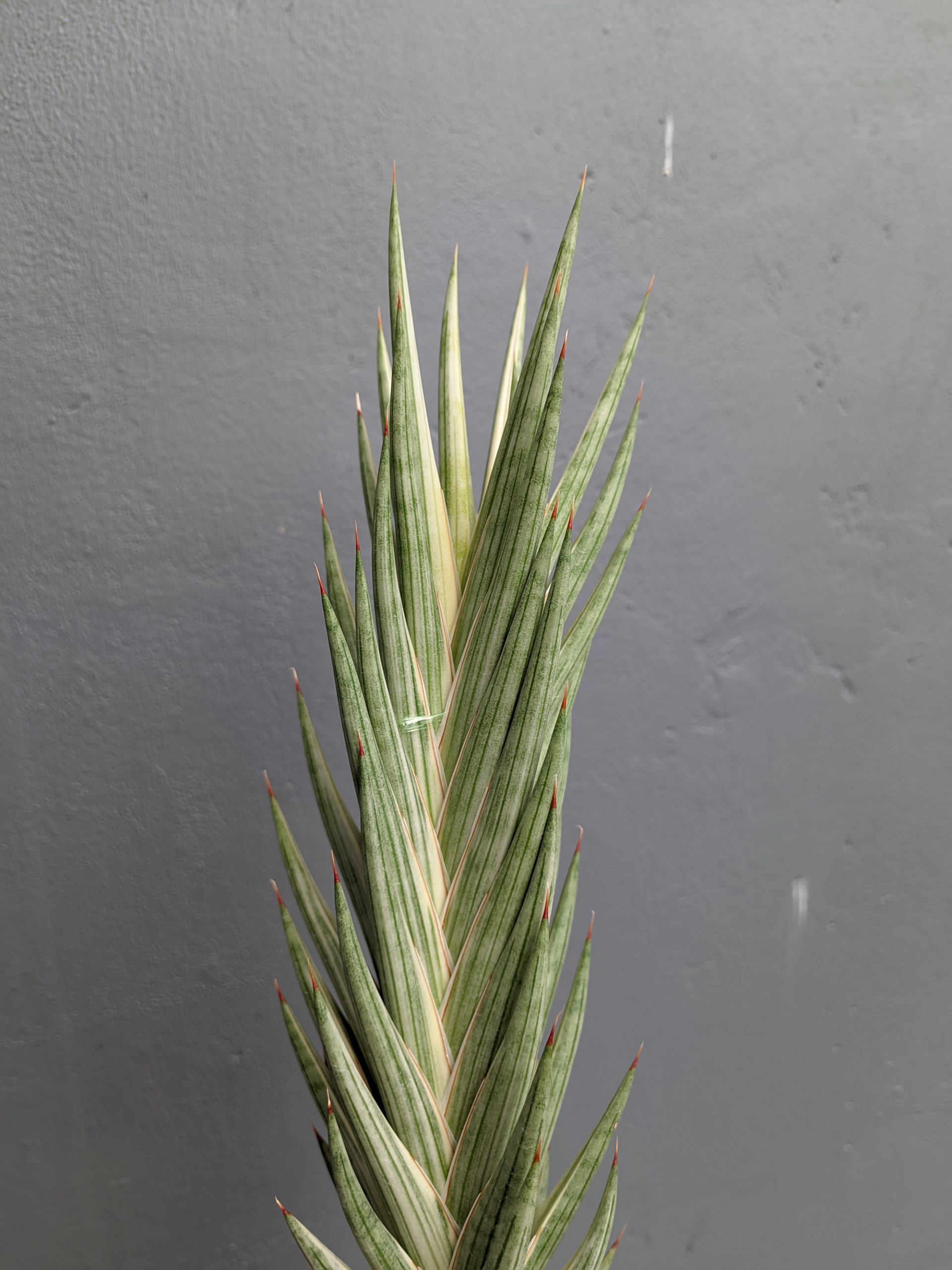 1344. Sansevieria Francisii Gracilis Tower White Variegated - Image 7
