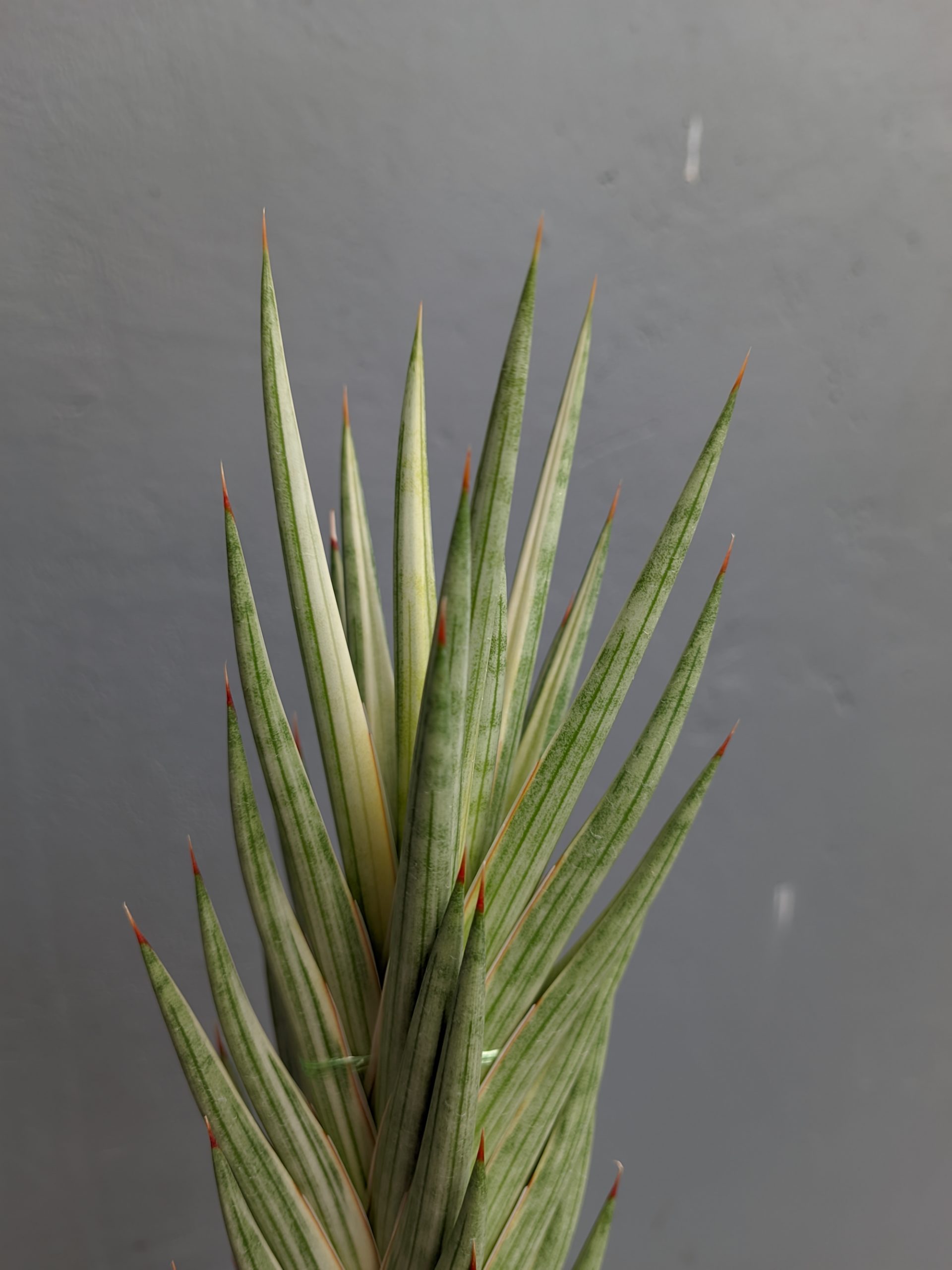 1344. Sansevieria Francisii Gracilis Tower White Variegated - Image 8