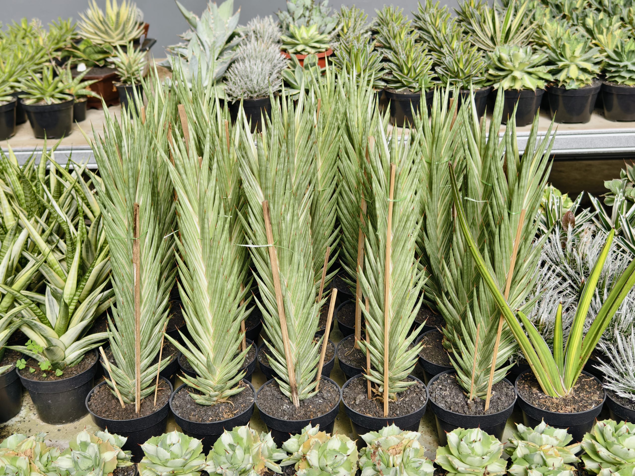 1344. Sansevieria Francisii Gracilis Tower White Variegated - Image 2