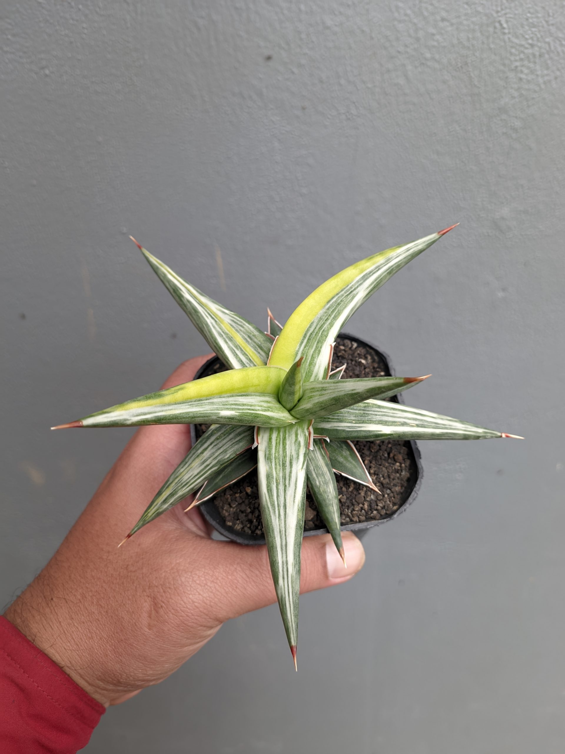 1345. Sansevieria All Night Star Tricolor - Image 2