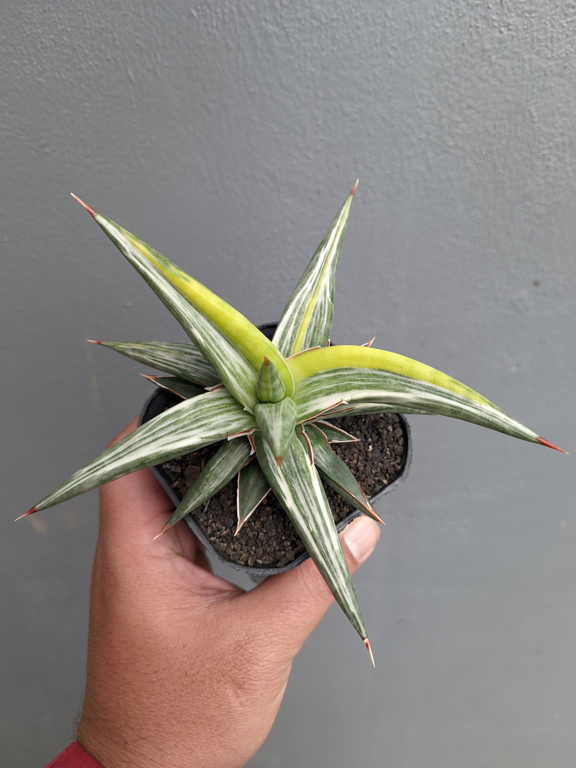 1345. Sansevieria All Night Star Tricolor - Image 8