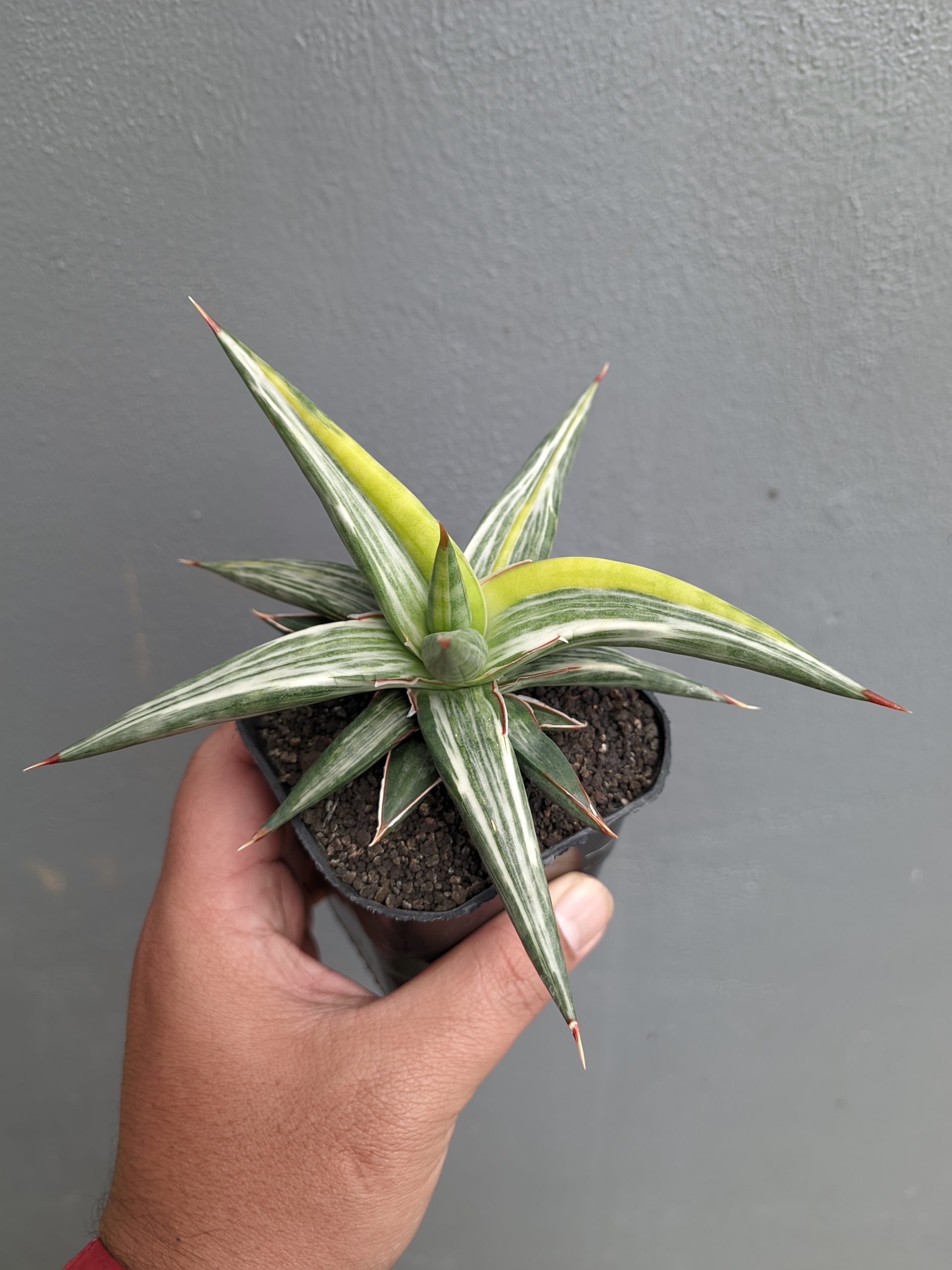 1345. Sansevieria All Night Star Tricolor - Image 9