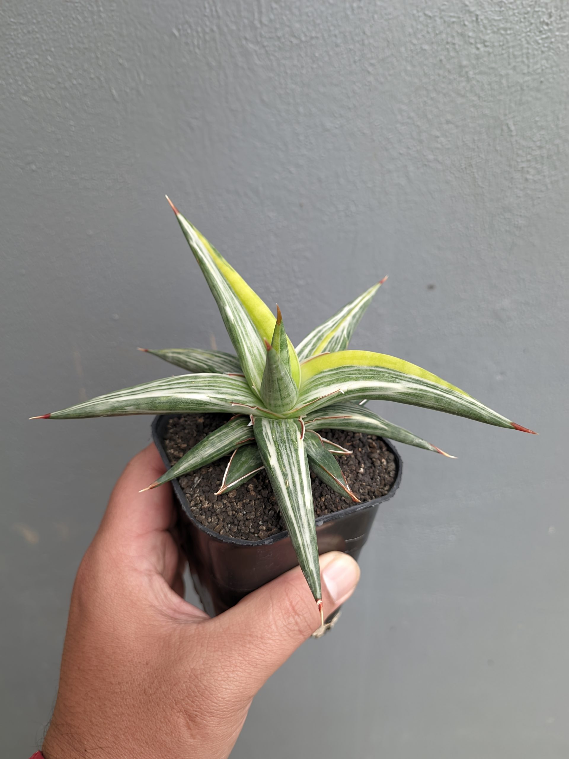 1345. Sansevieria All Night Star Tricolor - Image 10