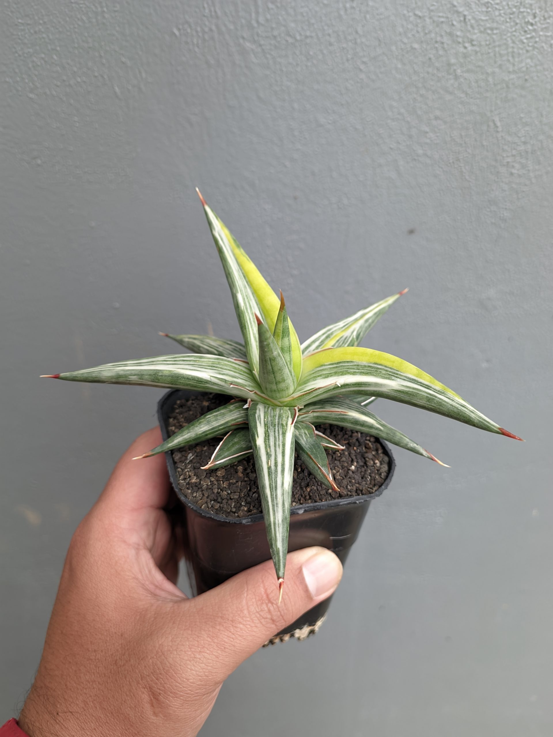 1345. Sansevieria All Night Star Tricolor - Image 11