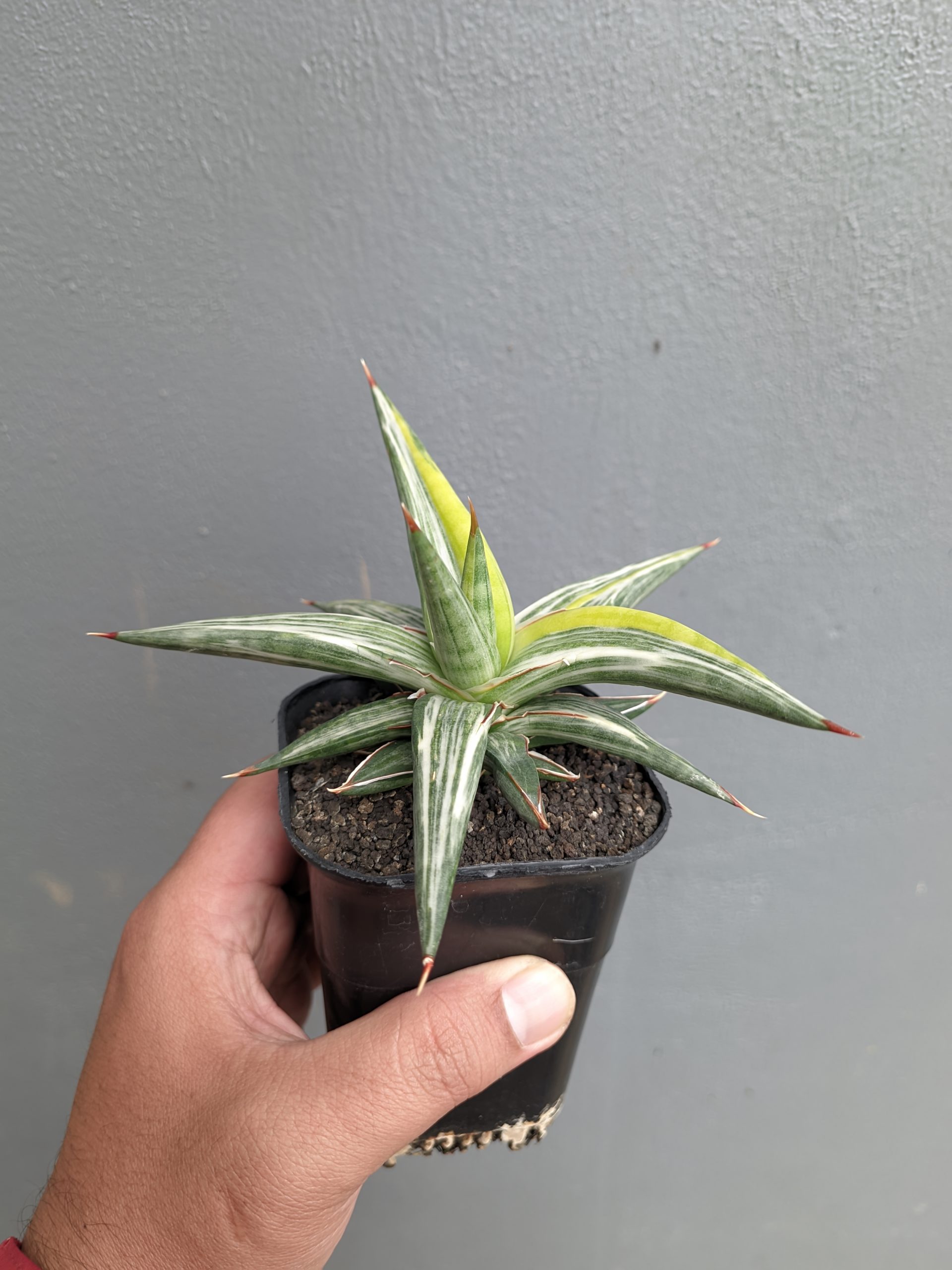 1345. Sansevieria All Night Star Tricolor - Image 12