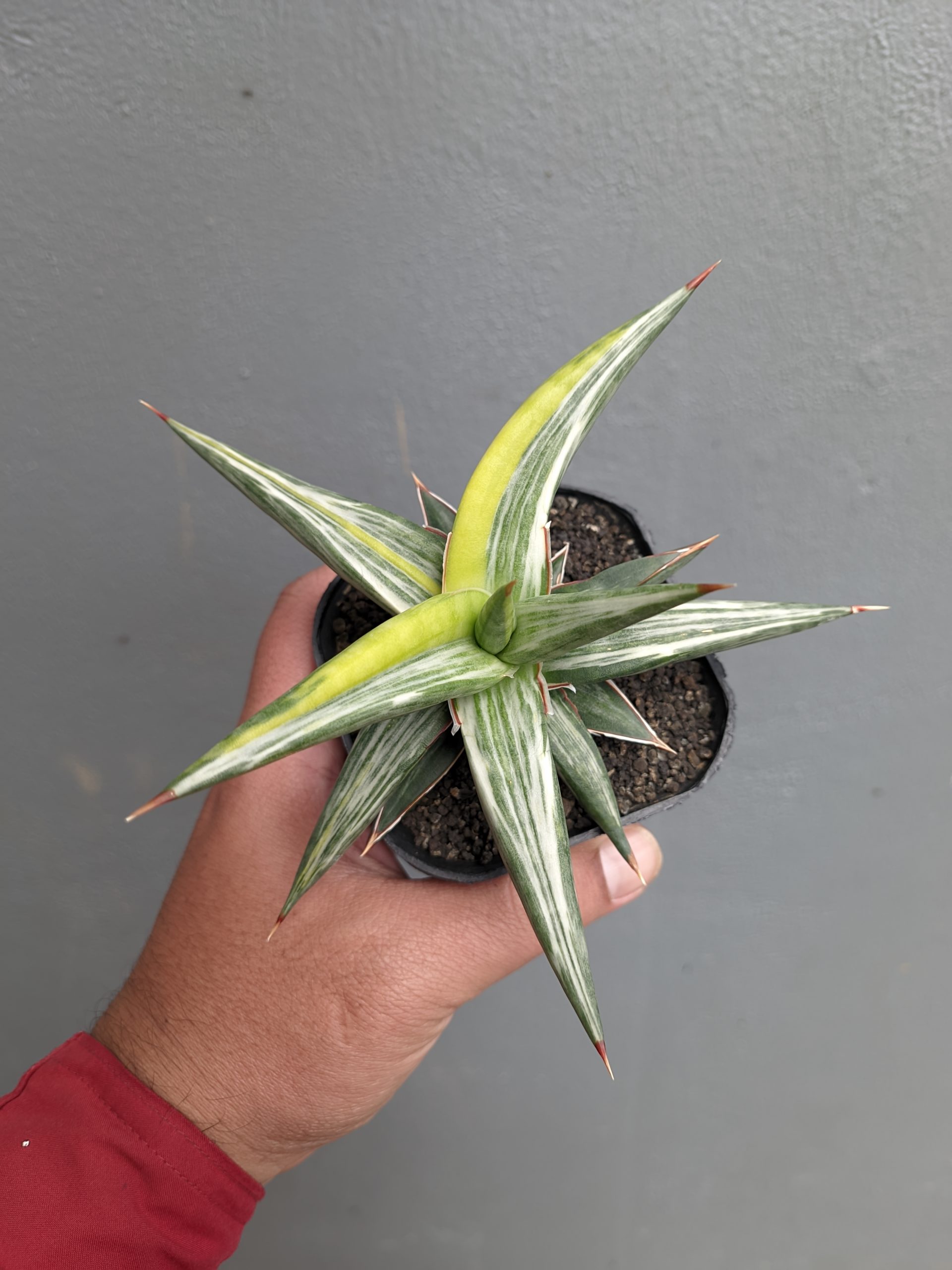 1345. Sansevieria All Night Star Tricolor - Image 3