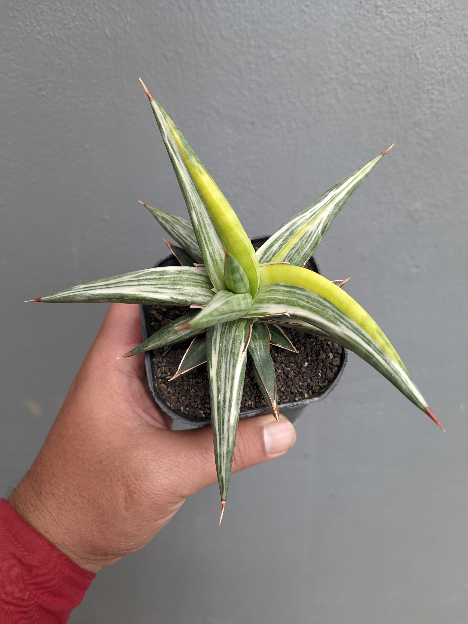 1345. Sansevieria All Night Star Tricolor - Image 4