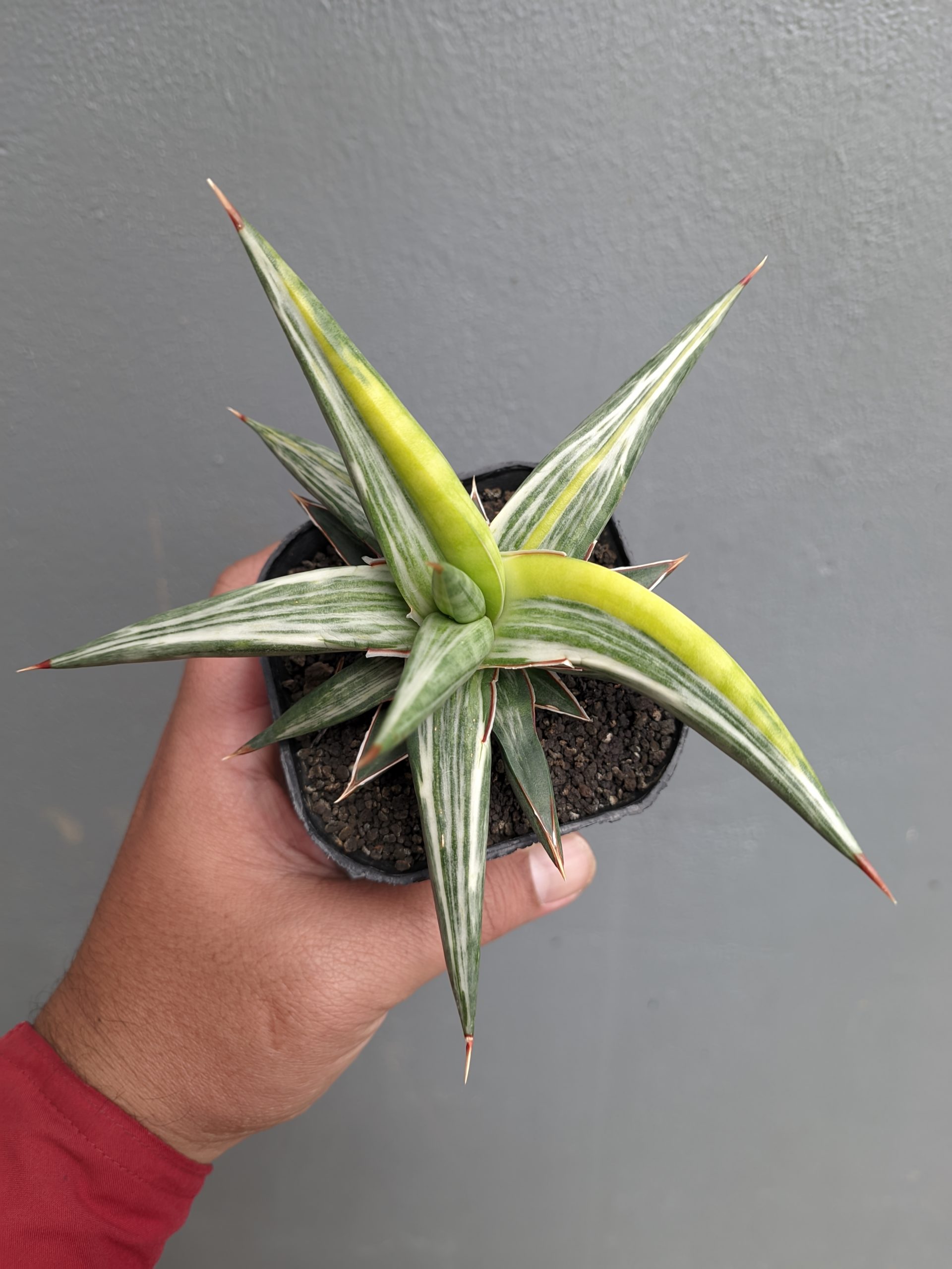 1345. Sansevieria All Night Star Tricolor - Image 5