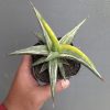 1345. Sansevieria All Night Star Tricolor