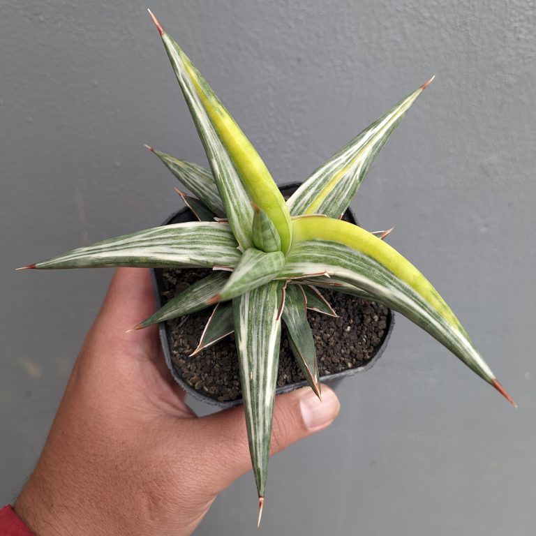 1345. Sansevieria All Night Star Tricolor